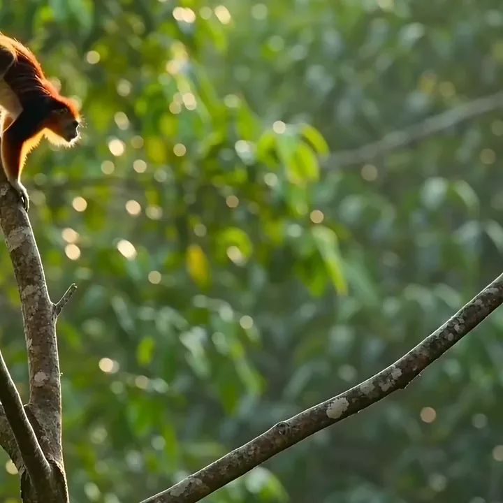 A Malabar giant squirrel leaping between branches in a sunlit forest canopy