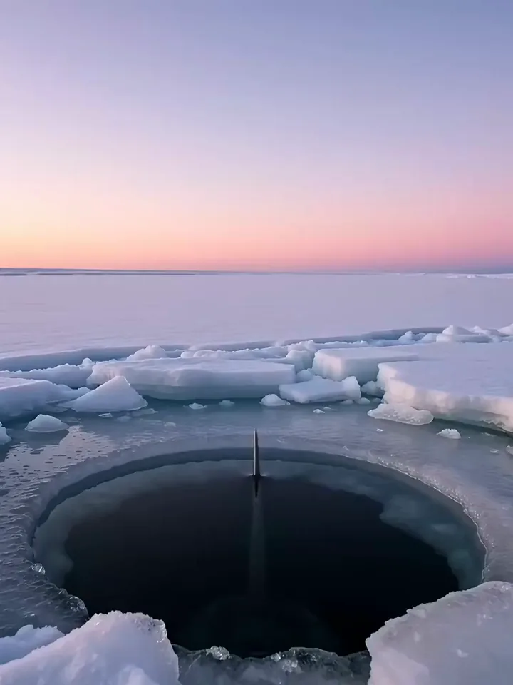 A narwhal pushing its tusk up through a hole in the sea ice and spouting at twilight