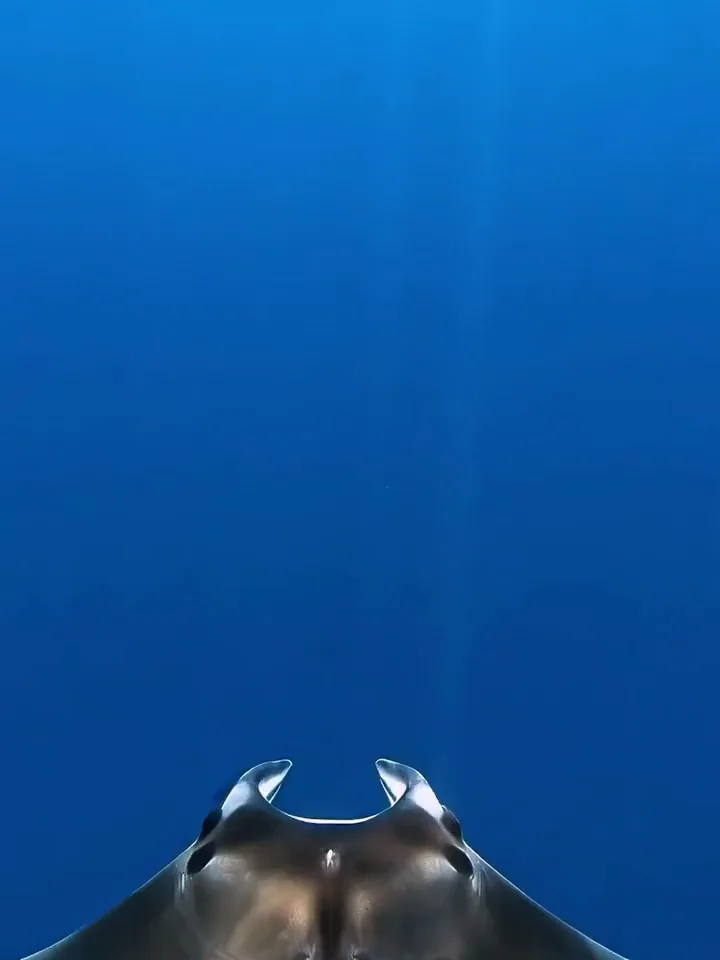 Video Luma Dream Machine di una manta che plana nell'acqua blu profonda, vista dall'alto