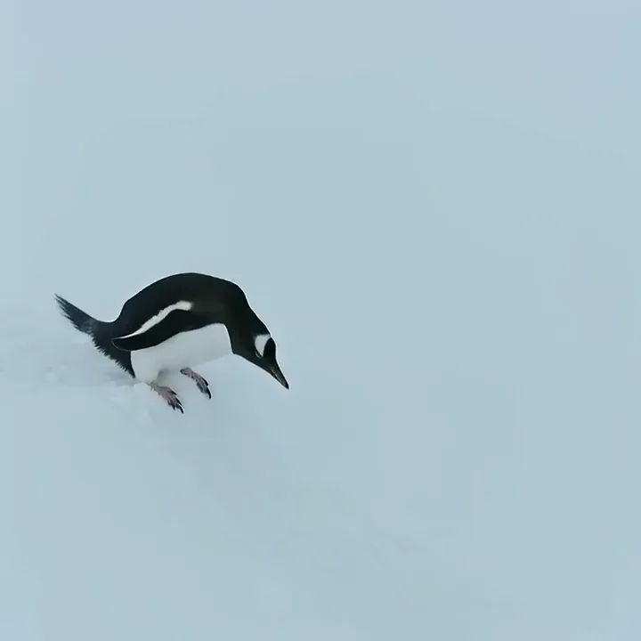 MiniMax H3 video of a penguin sliding belly first down the snow into dark water