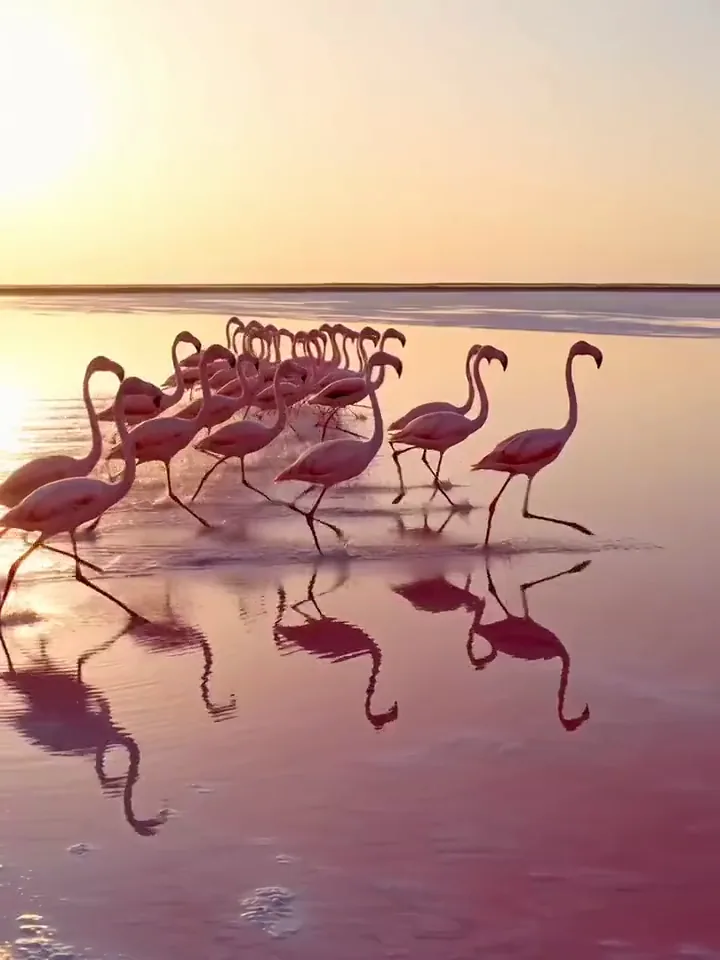 Video Veo 3.1 di uno stormo di fenicotteri che corre su un lago salato rosa all'alba