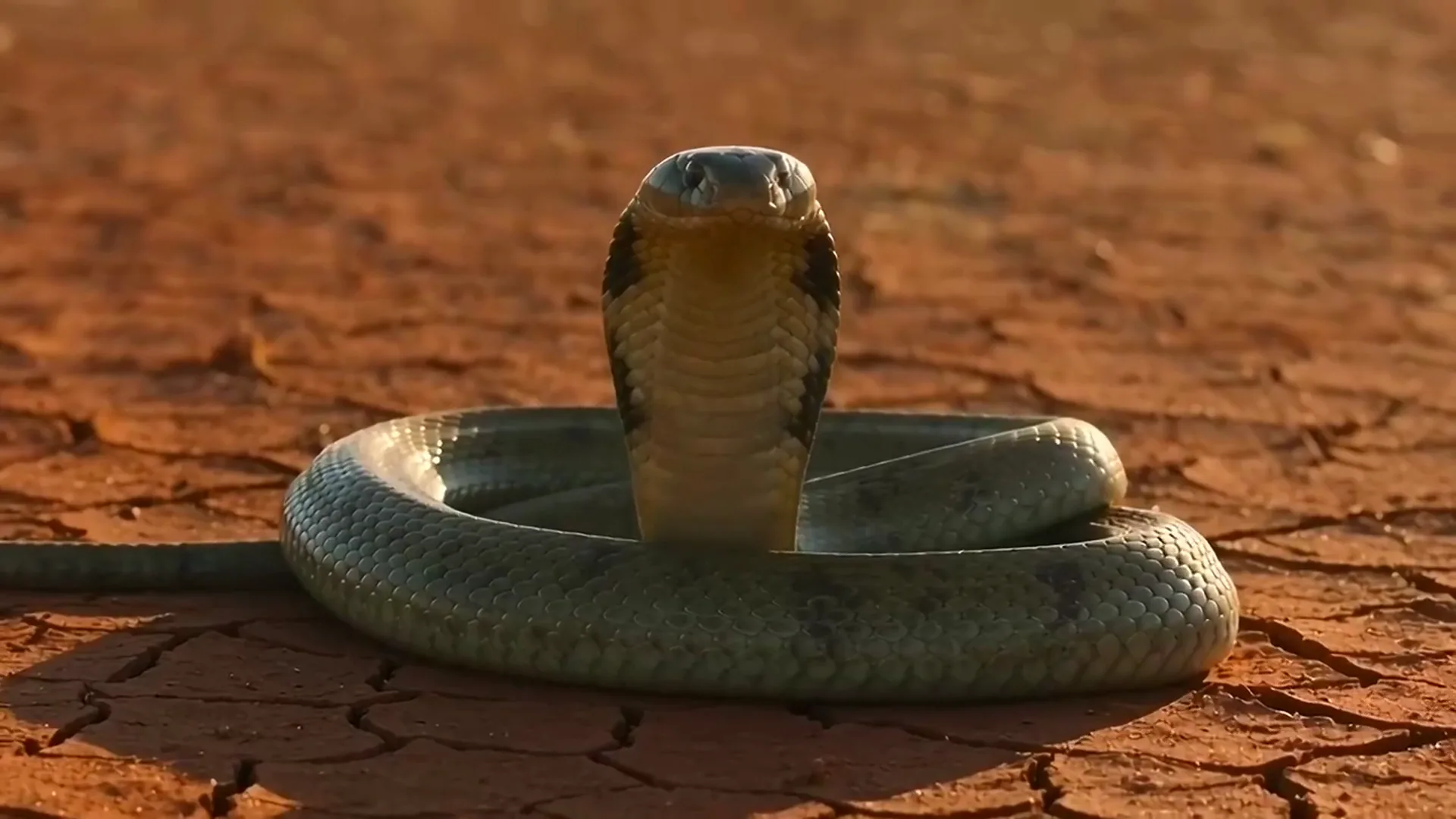 Gemini Omni video of a king cobra rising from its coil on red earth and fanning its hood, Gemini Omni video of a blue white iceberg stranded in orange Sahara dunes as frost spreads over the sand, A skydiver steering a red canopy into a right turn high above a white cloud deck, A green auto rickshaw speeding down a sandstone lane toward the camera through glowing golden dust