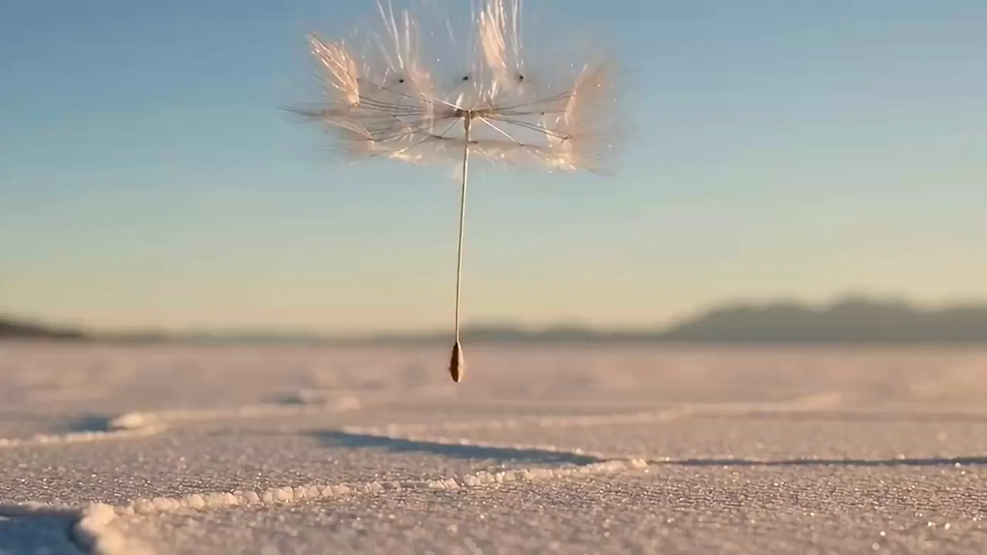 Seedance 2.0 video of a dandelion seed standing upright on a white salt flat, its fluff ruffled by the wind, A kestrel hovering on beating wings over a golden stubble field before dropping to the ground, Seedance 2.0 video of an orange and white koi swimming among lily pads and pale water lilies, A red kangaroo bounding across red desert sand, kicking up dust before it stops and faces the camera
