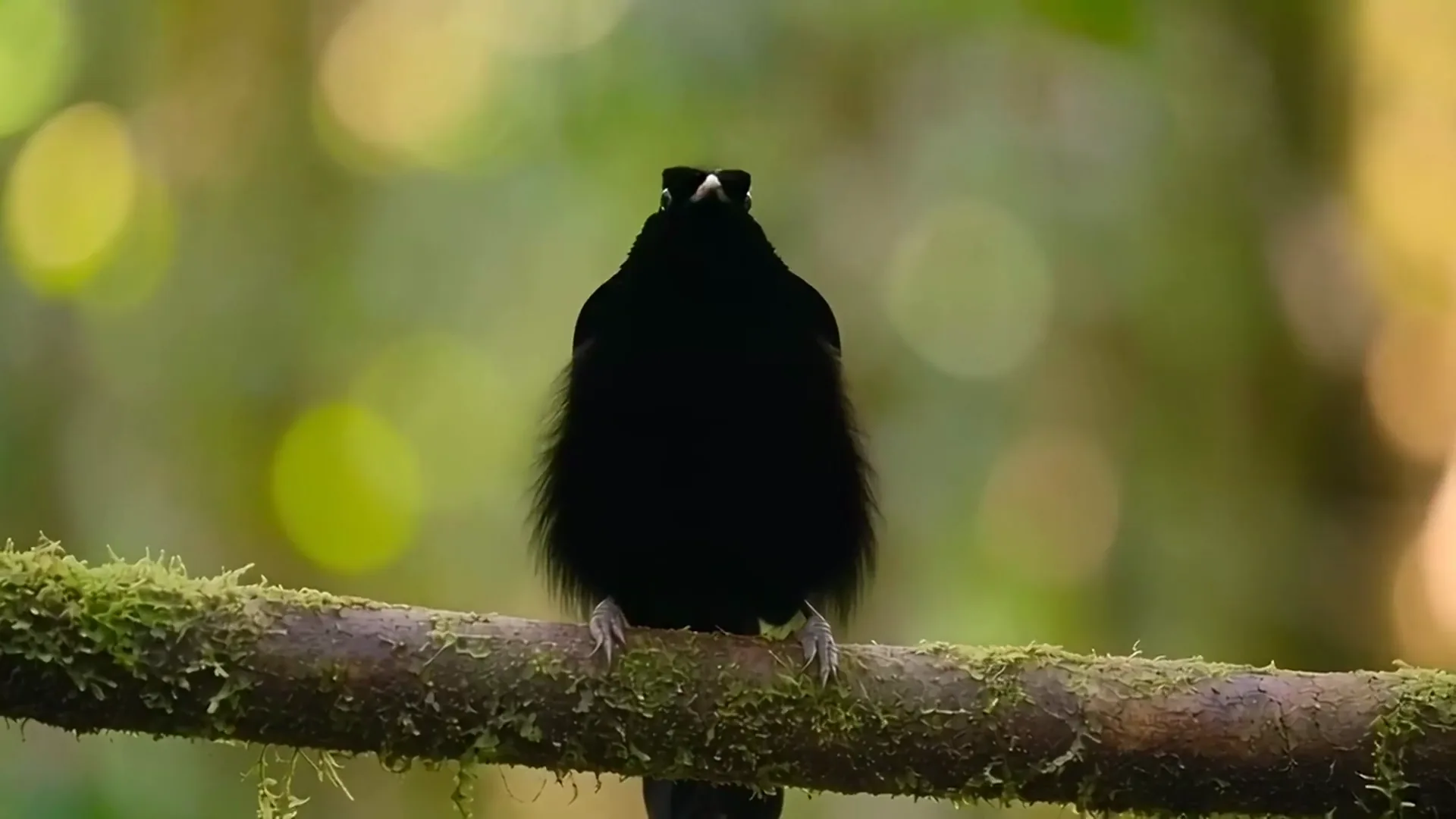 Wan 2.2 video of a superb bird of paradise snapping its black cape open around a blue breast shield, A red drawbridge parting over a canal at dusk as a small barge waits, Green aurora rippling over a white playa above a lone figure in a red parka, Wan 2.2 video of a rover climbing a rust red dune under a blue sunset