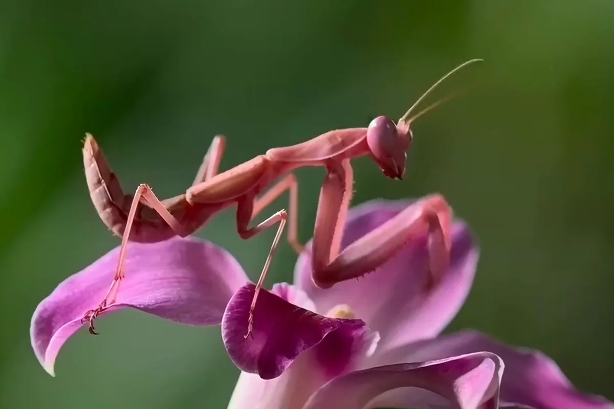 Grok Imagine video of an orchid mantis on a pink orchid turning its head toward the lens