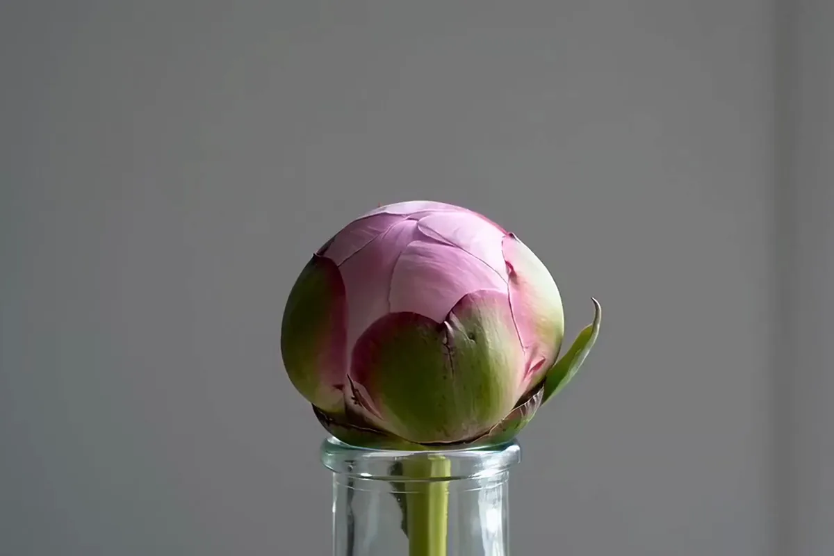 Hailuo AI video of a pink peony opening into full bloom in a glass vase