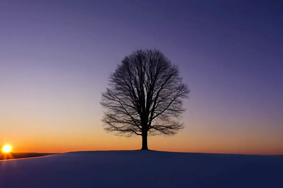 Luma Ray2 video of a slow orbit around a bare tree on a snowy hill as the dusk sky turns purple