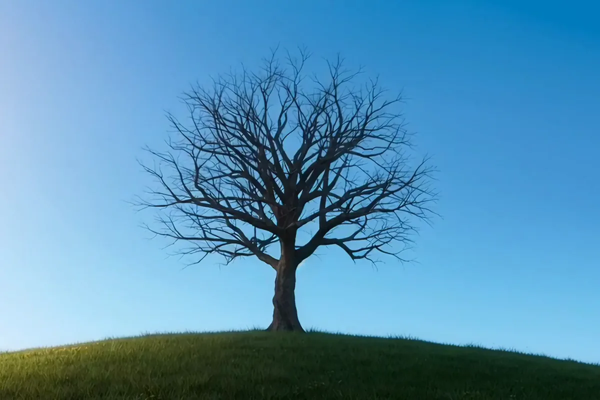 MiniMax H3 video of a bare cherry tree on a green hill filling with pink blossom