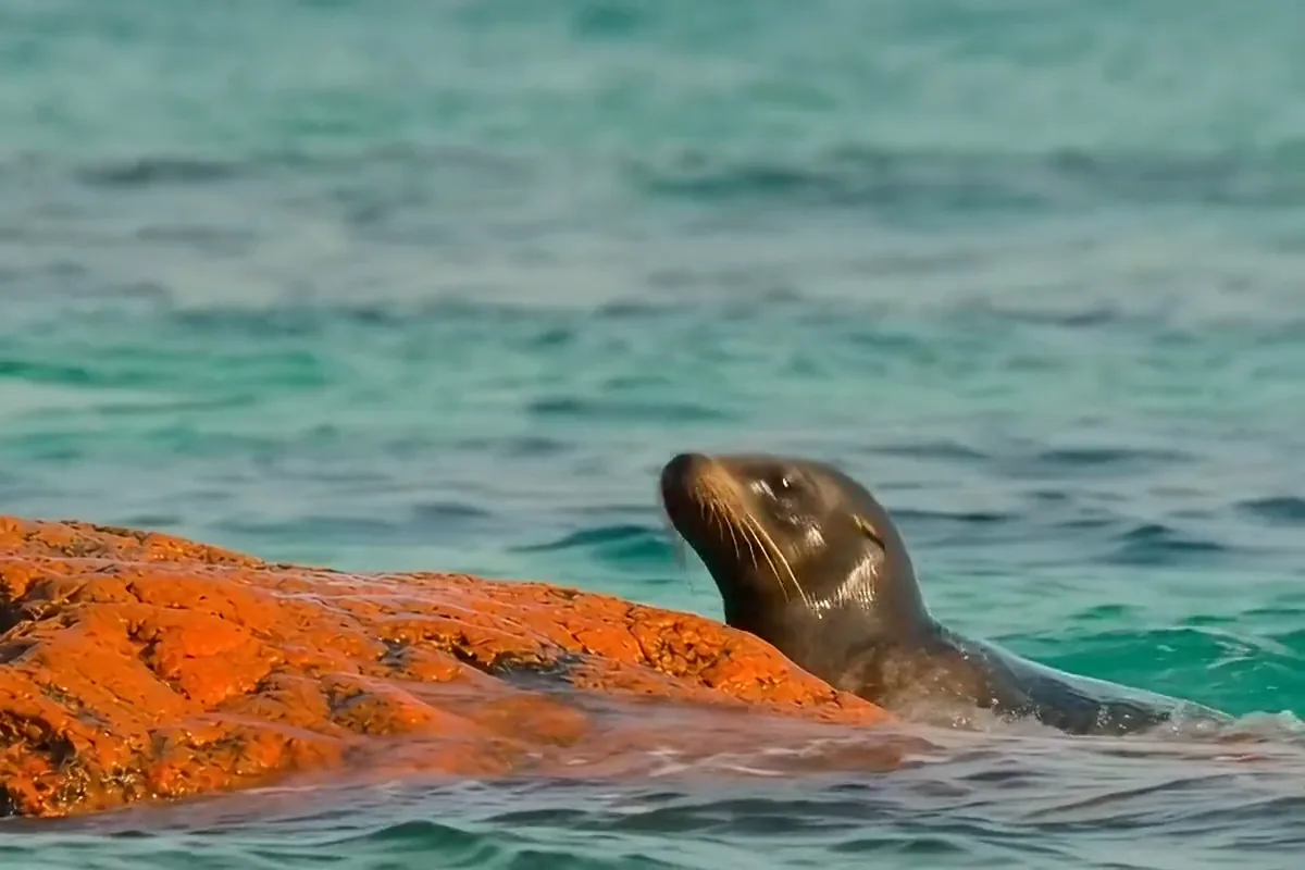 PixVerse video of a sea lion hauling itself out of turquoise surf onto a sunlit orange rock