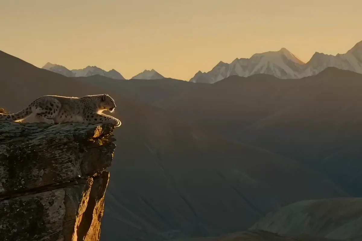 Runway Gen-4 Turbo video of a snow leopard leaping between two cliff ledges at sunset
