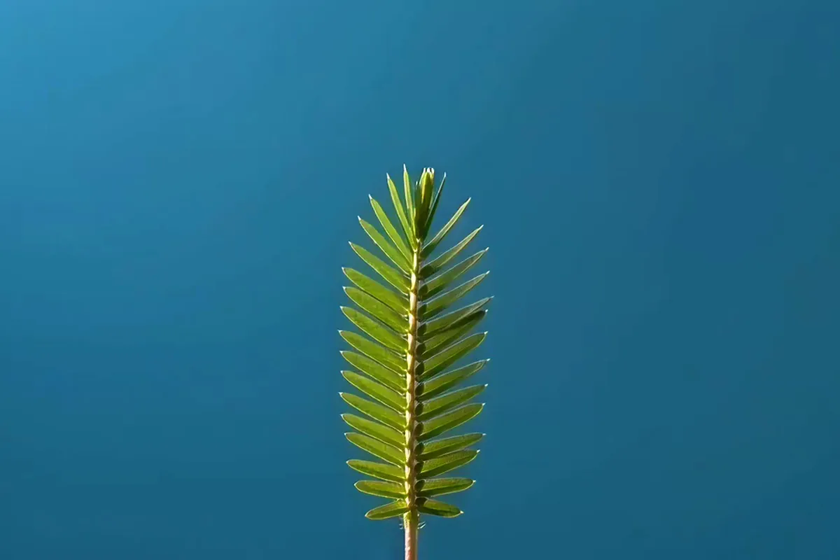 Runway Gen-4 Turbo video of a fingertip touching a sensitive plant as its leaflets fold shut