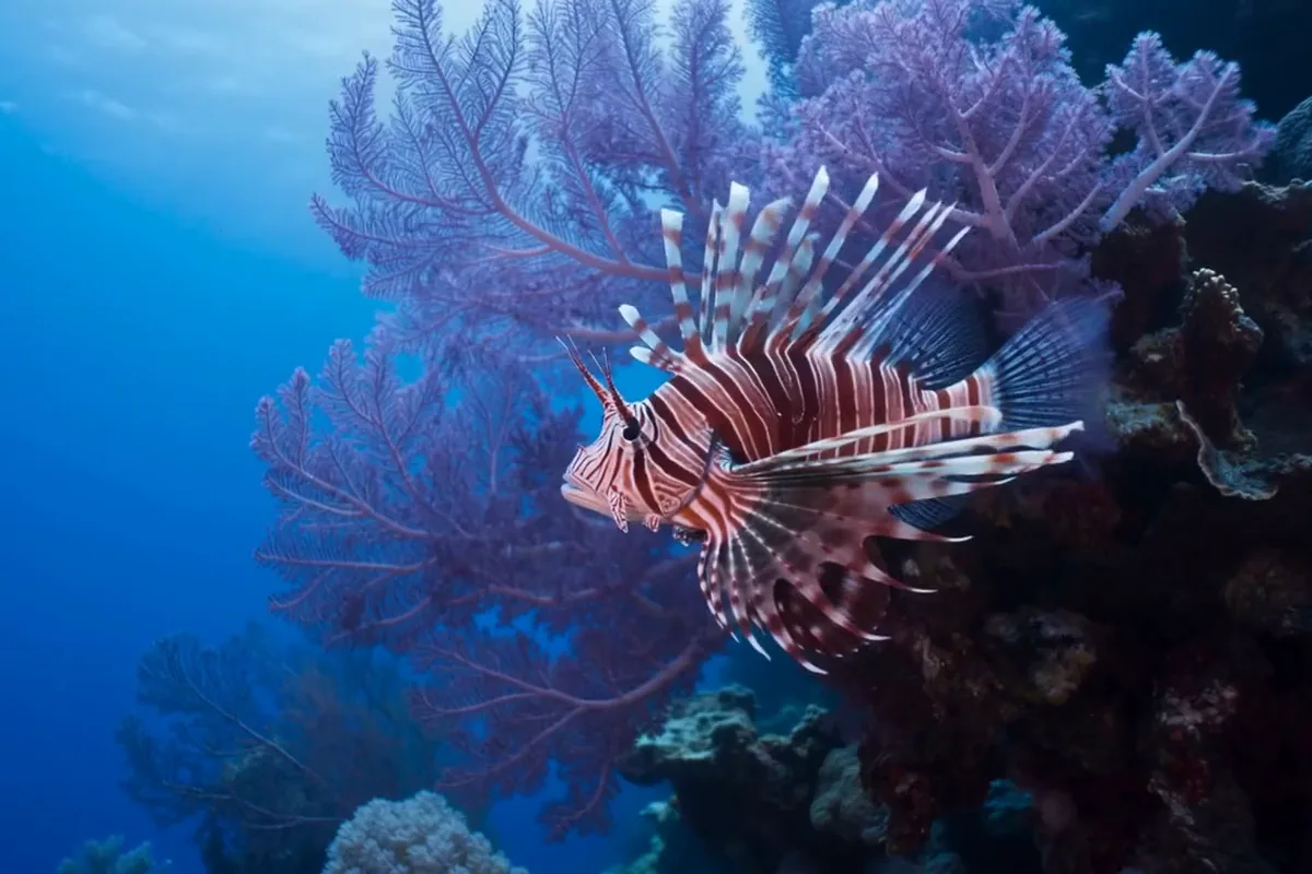 AI generated video of a red and white lionfish spreading its fins beside a violet sea fan