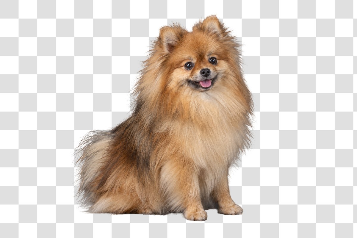 Long-haired sable Pomeranian cut out with every fur strand intact on a transparent checkered background