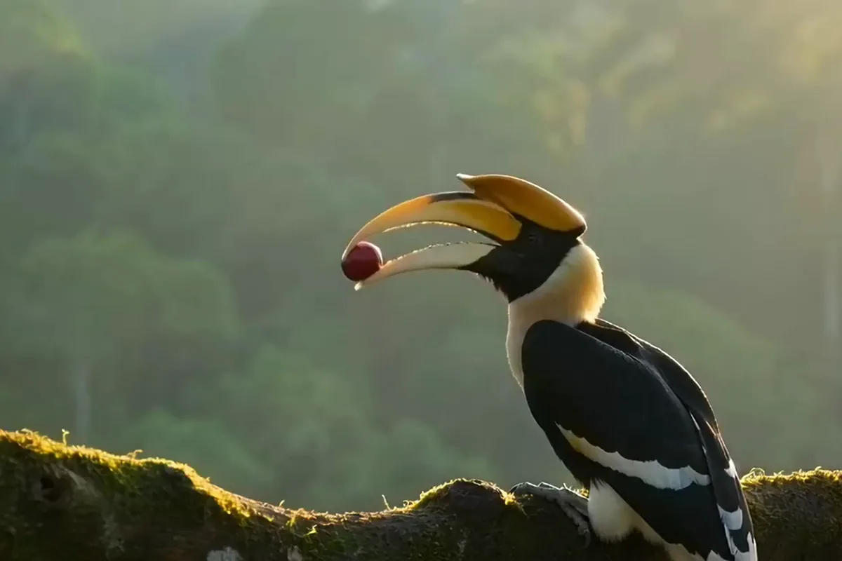 Wan 2.2 video of a great hornbill tossing a red fig up and catching it in its bill