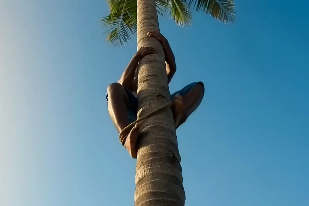 A man in a blue lungi climbing a tall coconut palm toward its fronds