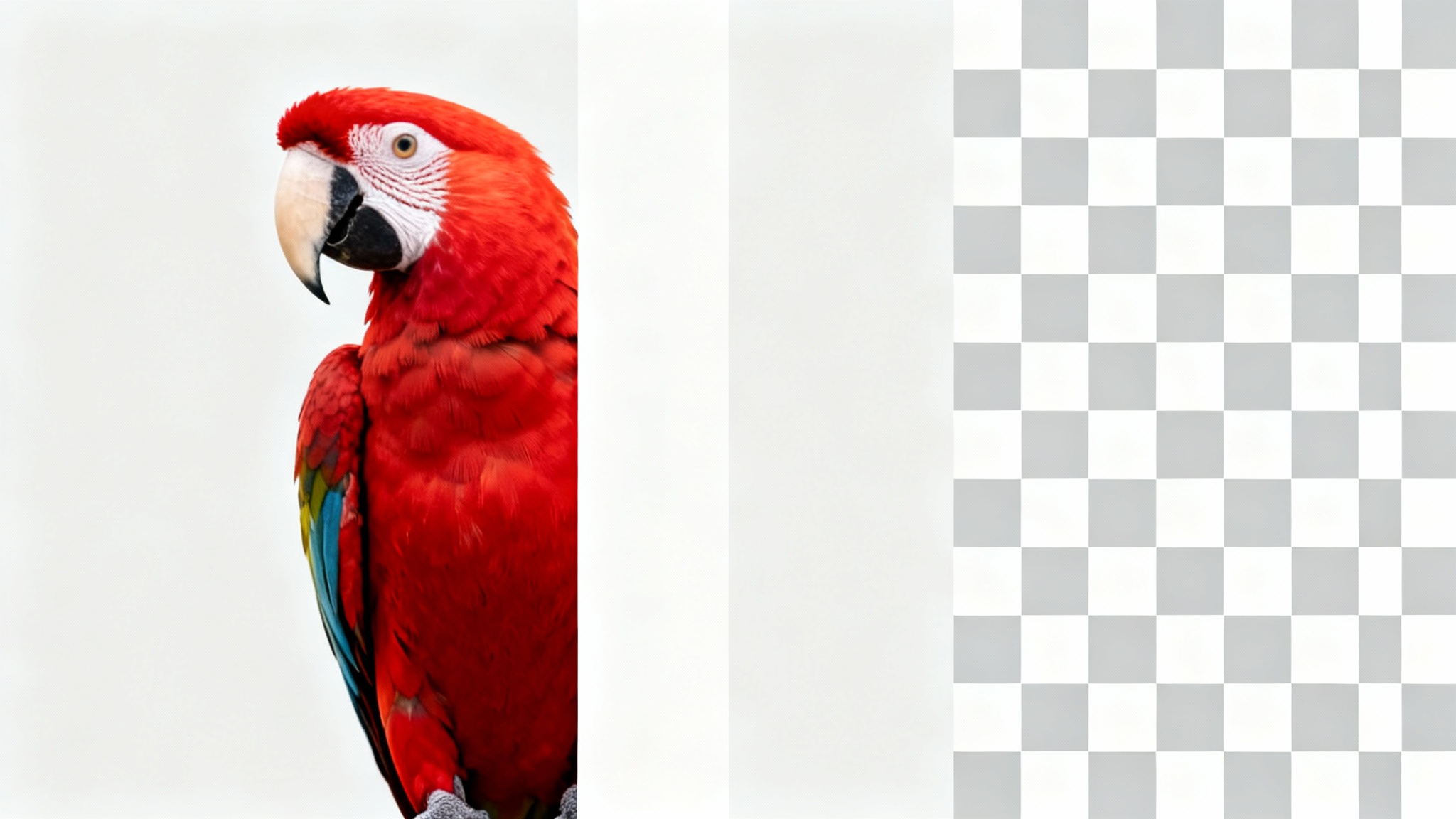 A scarlet macaw in a split-view image, with the left side showing a solid background and the right side showing a transparent checkerboard background, demonstrating background removal.