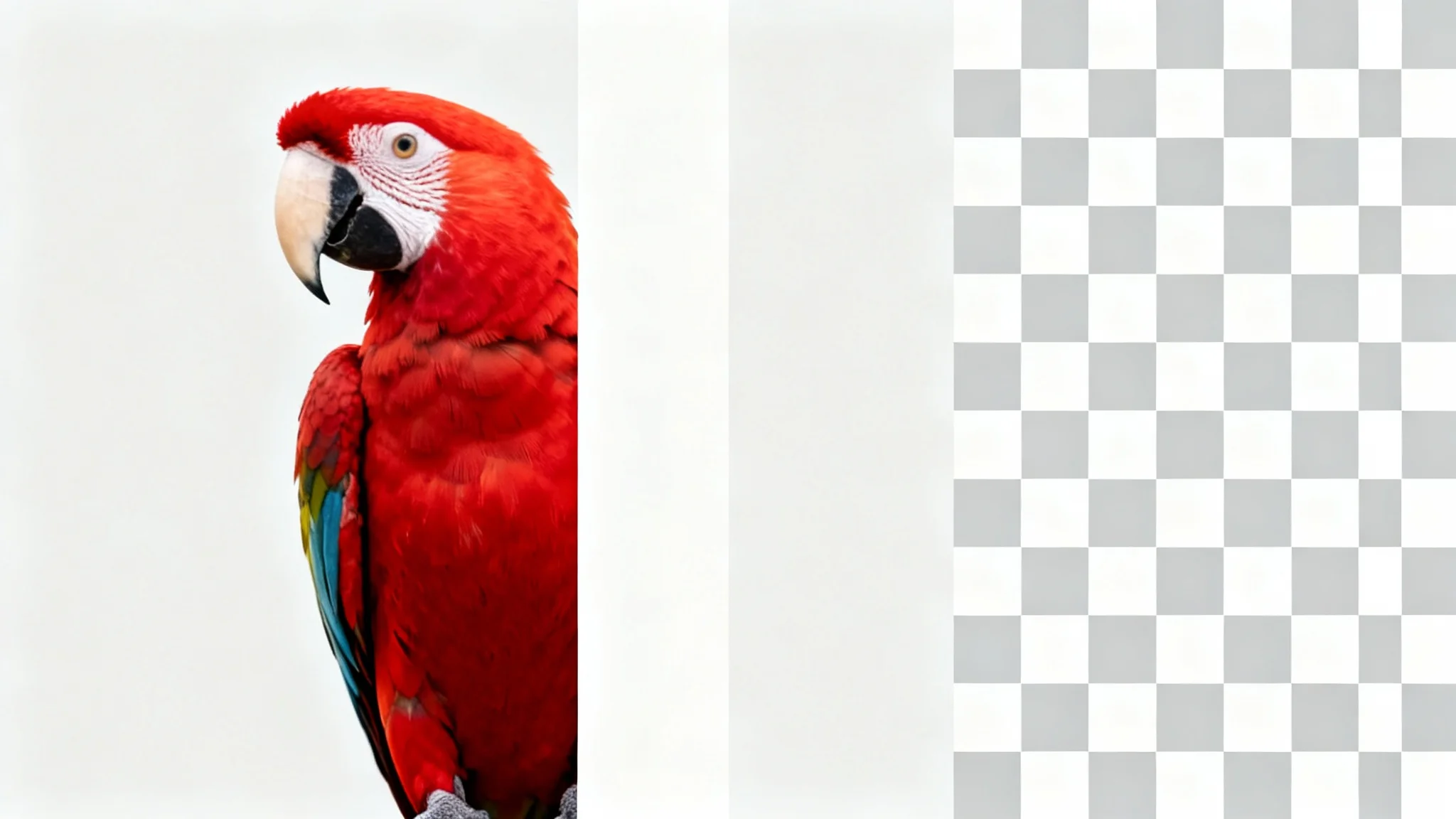 A scarlet macaw in a split-view image, with the left side showing a solid background and the right side showing a transparent checkerboard background, demonstrating background removal.