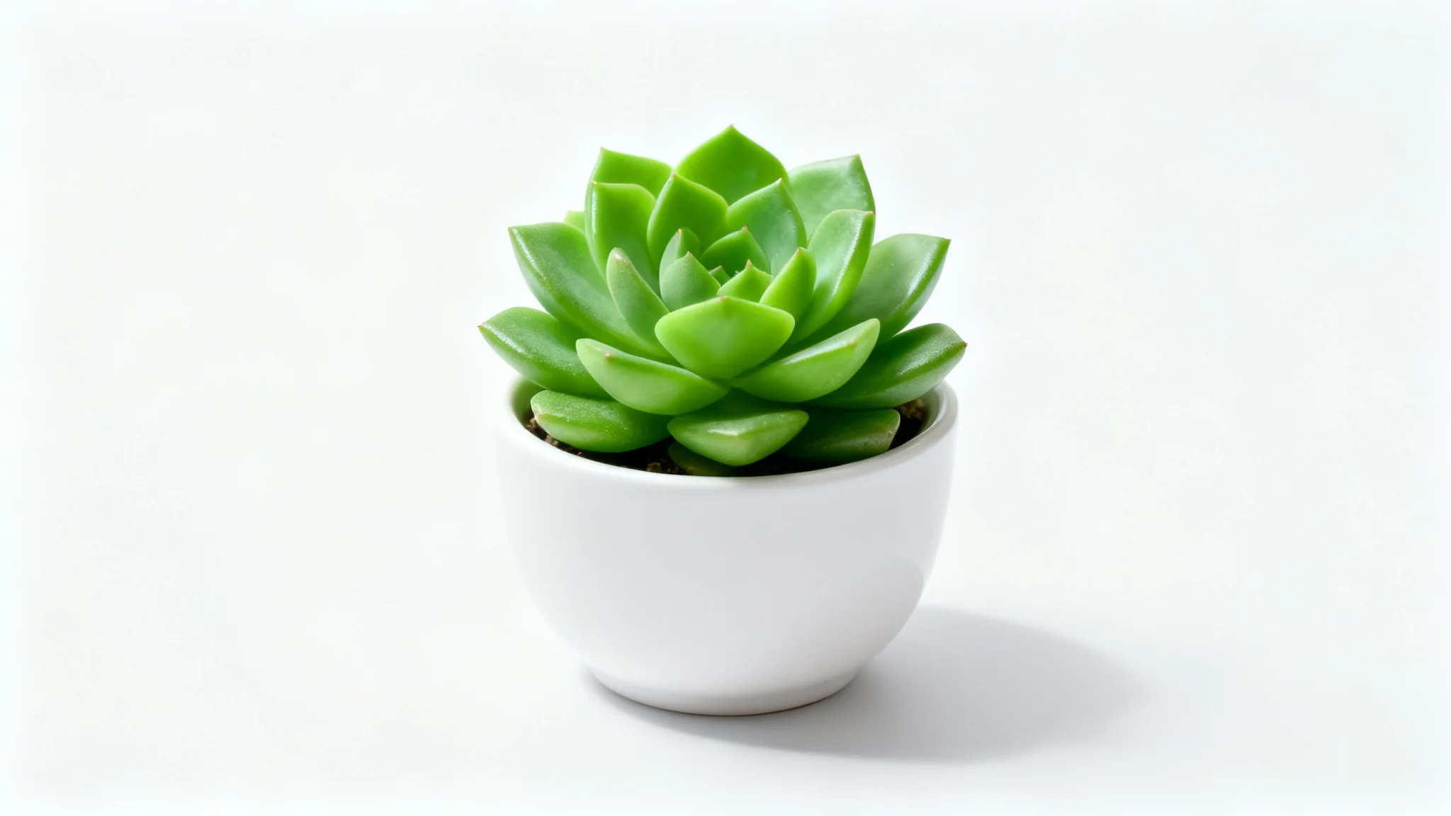 A close-up, hyper-realistic image of a single green succulent plant in a white pot, beautifully arranged on a clean white background, symbolizing simplicity and nature.