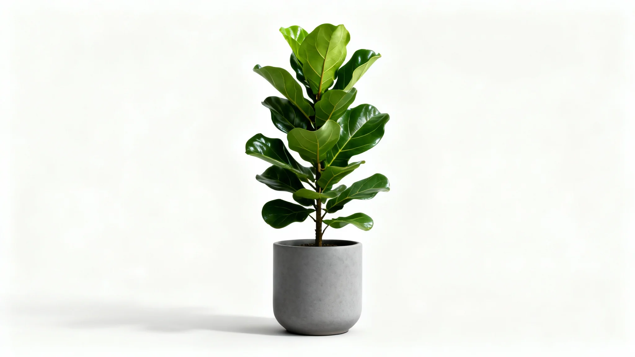 A photorealistic image of a healthy Fiddle Leaf Fig plant in a simple grey pot, isolated against a clean white background.