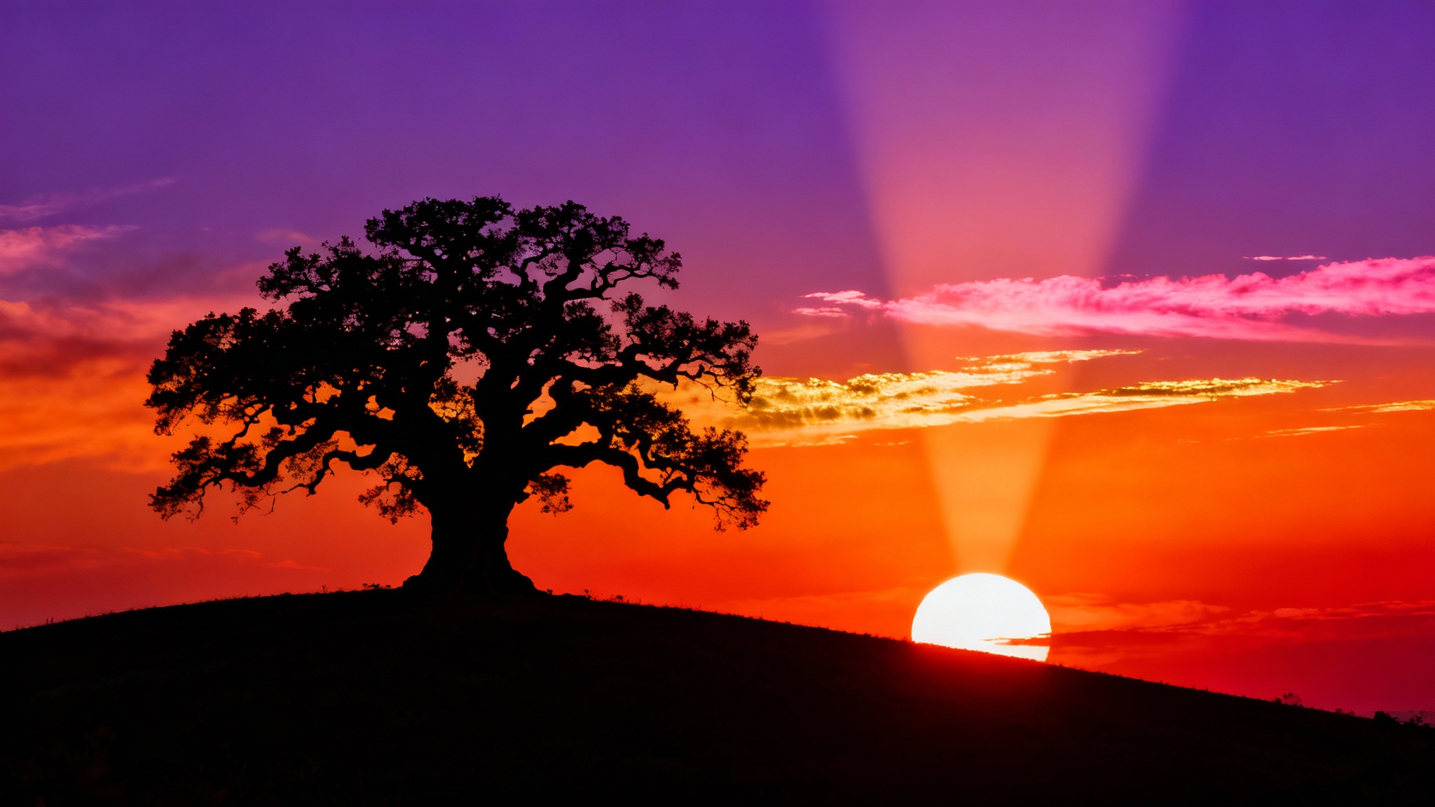 A stark black silhouette of a lone, gnarled tree on a hill against a vibrant and colorful sunset.