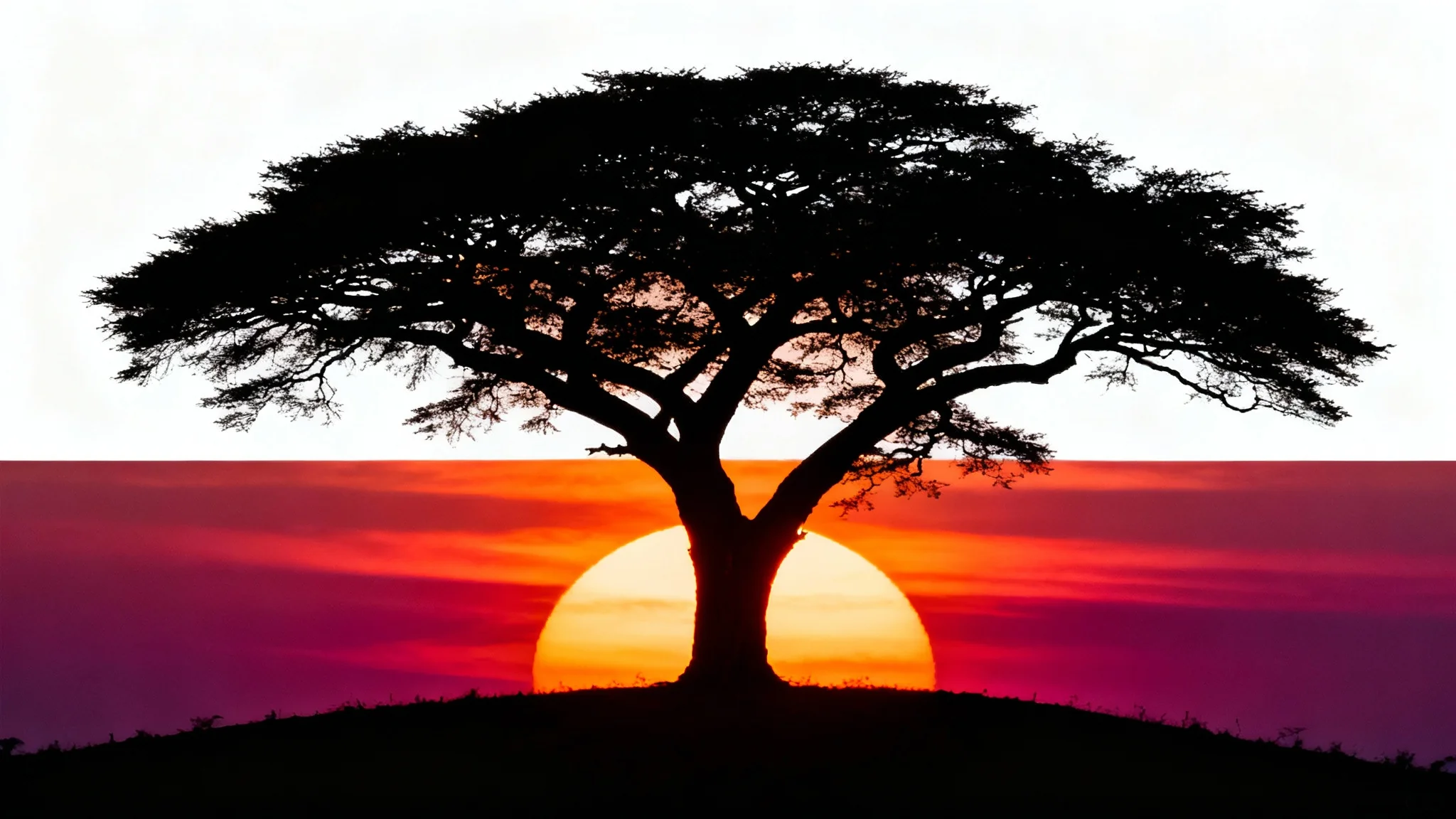 A photorealistic silhouette of a lone acacia tree on a small hill, set against a vibrant and dramatic sunset with hues of orange, red, and magenta. The image has a clean, minimalist feel.