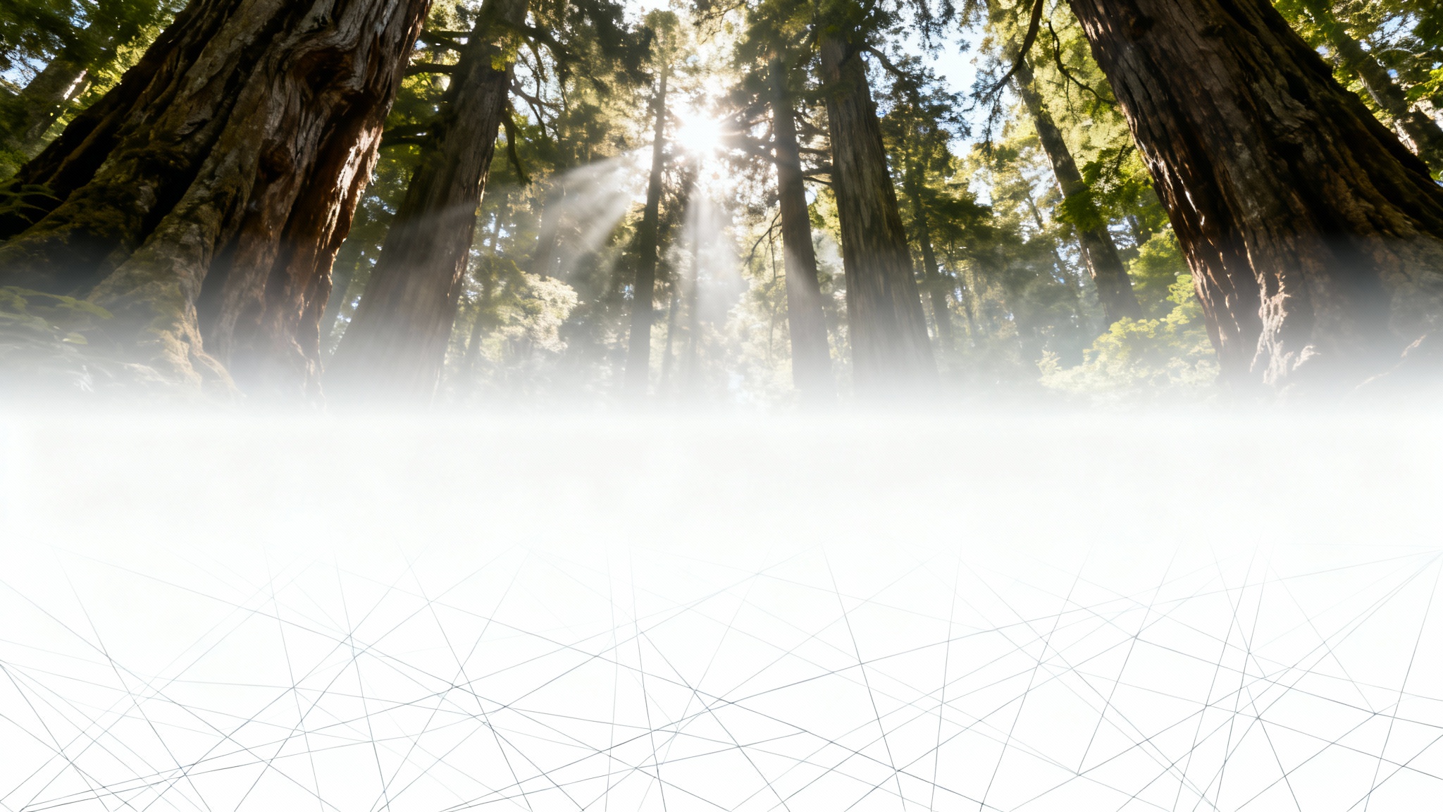 A demonstration of an image overlay effect, showing a beautiful forest photograph with a semi-transparent white gradient on the top and a subtle geometric pattern on the bottom.