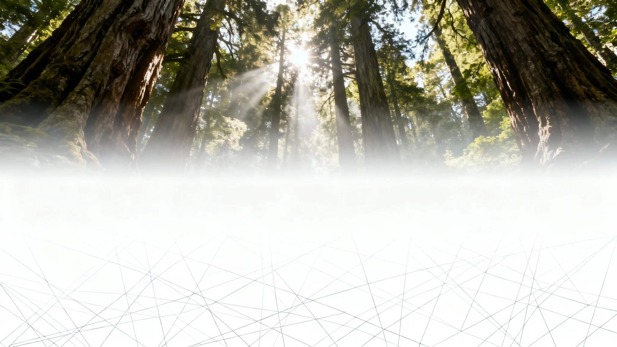 A demonstration of an image overlay effect, showing a beautiful forest photograph with a semi-transparent white gradient on the top and a subtle geometric pattern on the bottom.