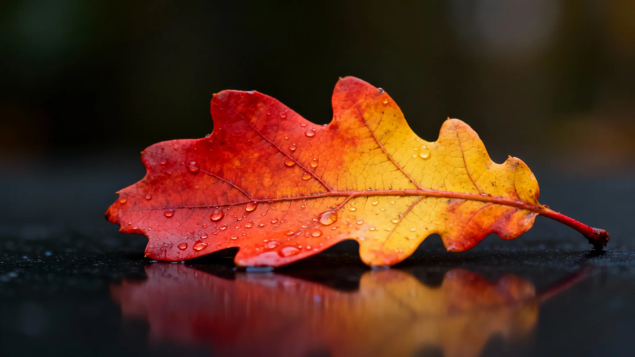 A hyper-realistic, eye-catching hero image of a single, vibrant autumn oak leaf with dewdrops, resting on a dark surface with a blurred background.