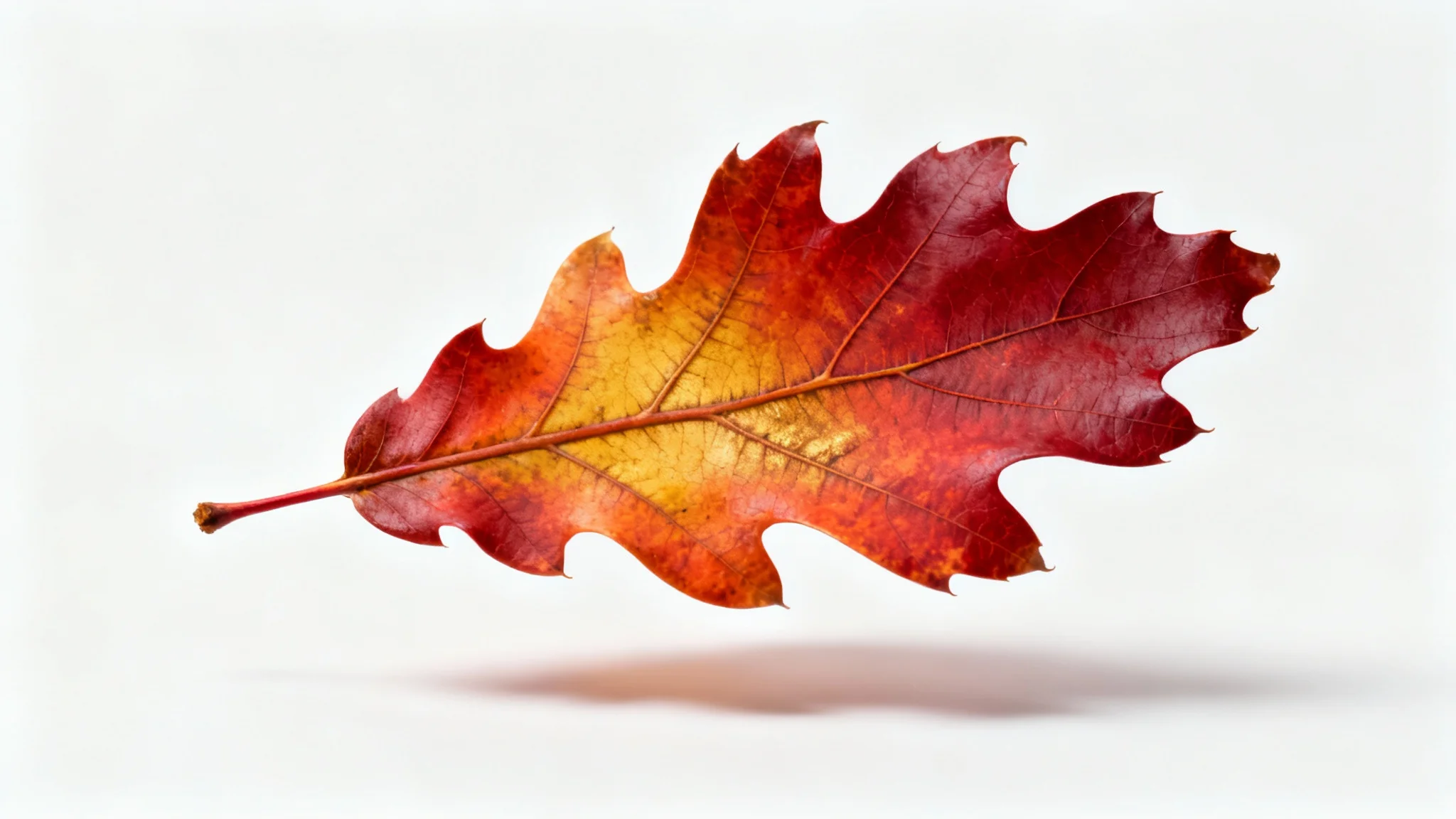 A close-up, photorealistic image of a single autumn oak leaf with vibrant red and orange colors, isolated on a clean white background.