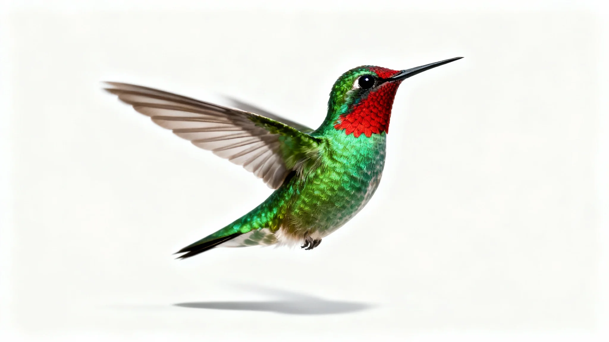 A high-resolution, photorealistic image of a colorful hummingbird in mid-flight, isolated against a solid white background, representing a high-quality PNG asset.