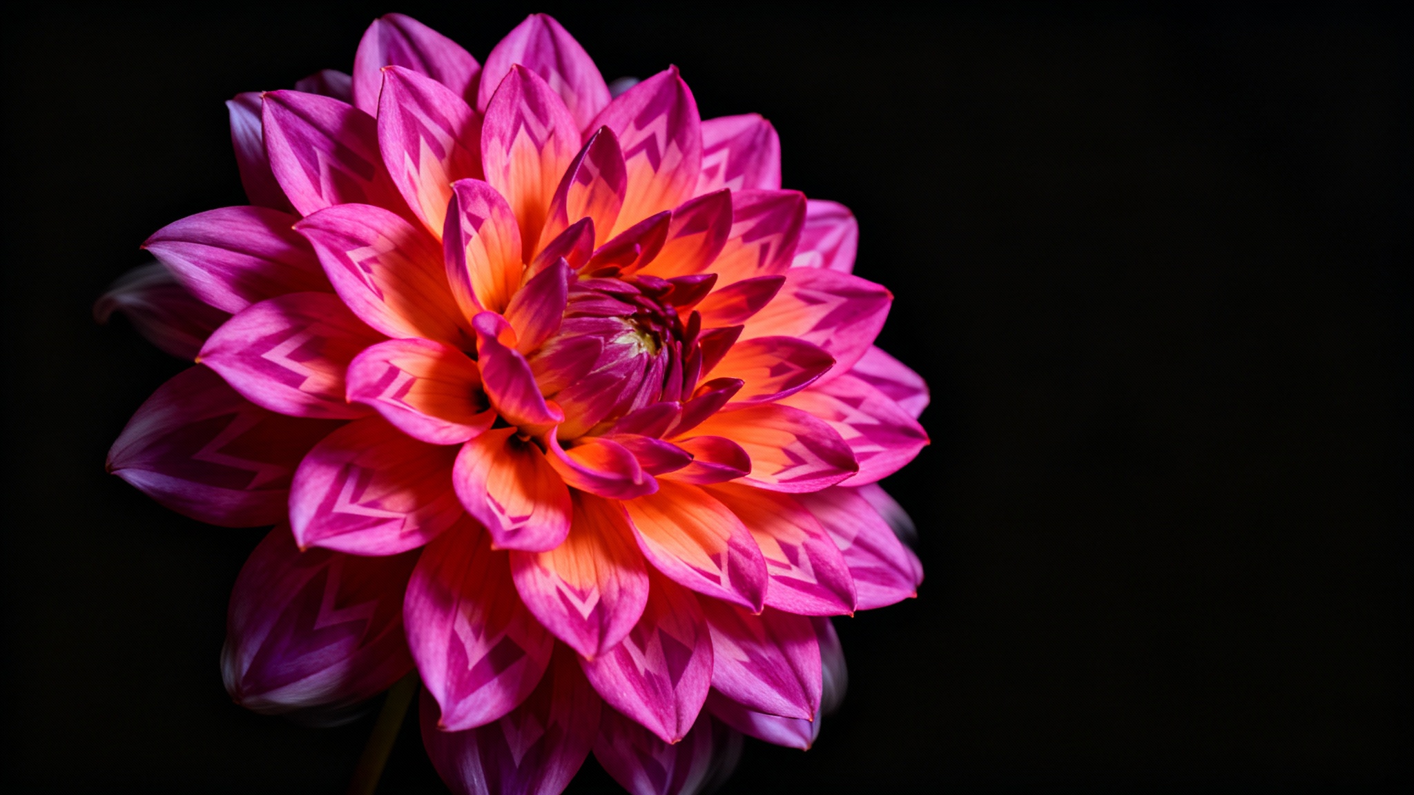A close-up, hyper-realistic photo of a single, vibrant dahlia flower with magenta and orange petals, dramatically lit and isolated against a solid black background.