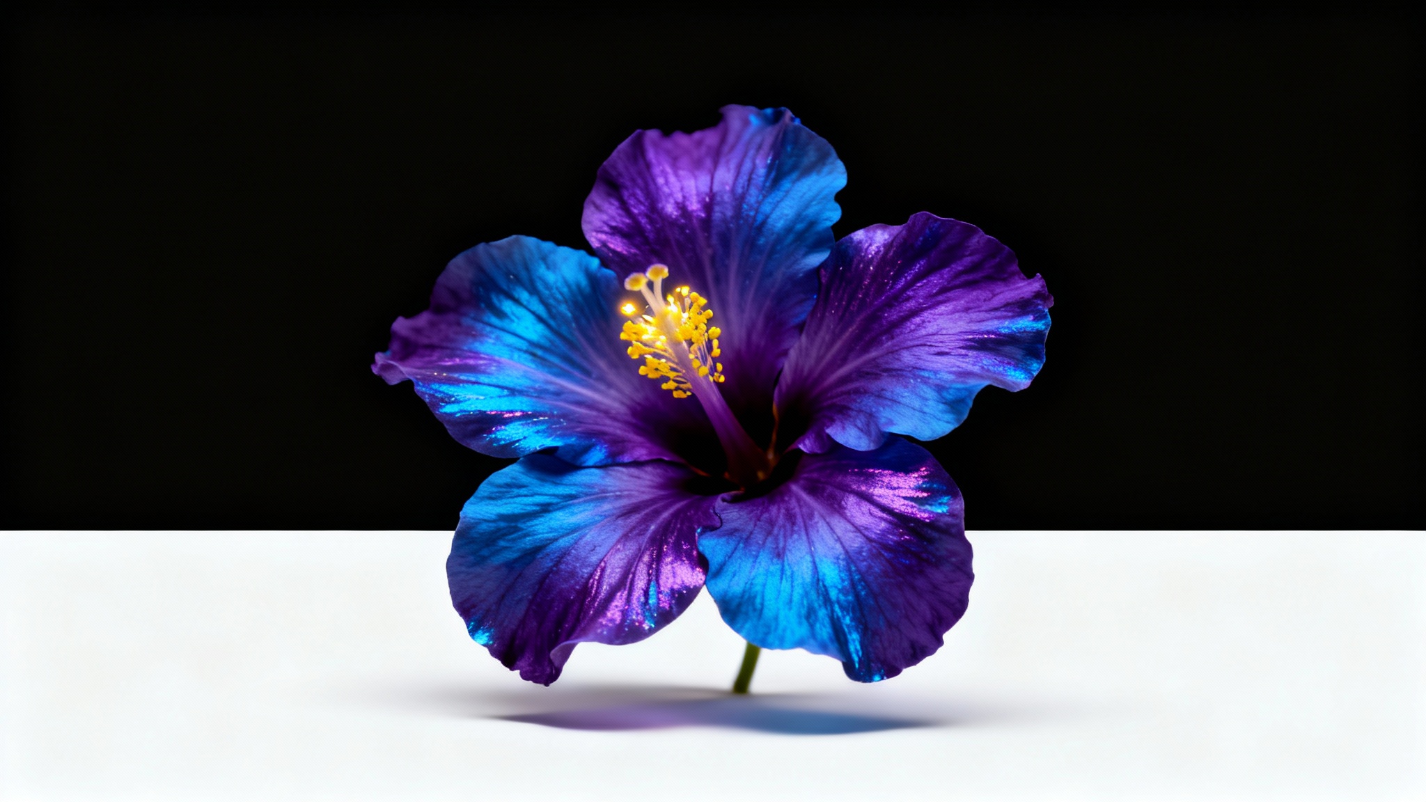 A photorealistic mockup of a vibrant, iridescent purple and blue flower set against a stark black background, presented on a clean white surface.