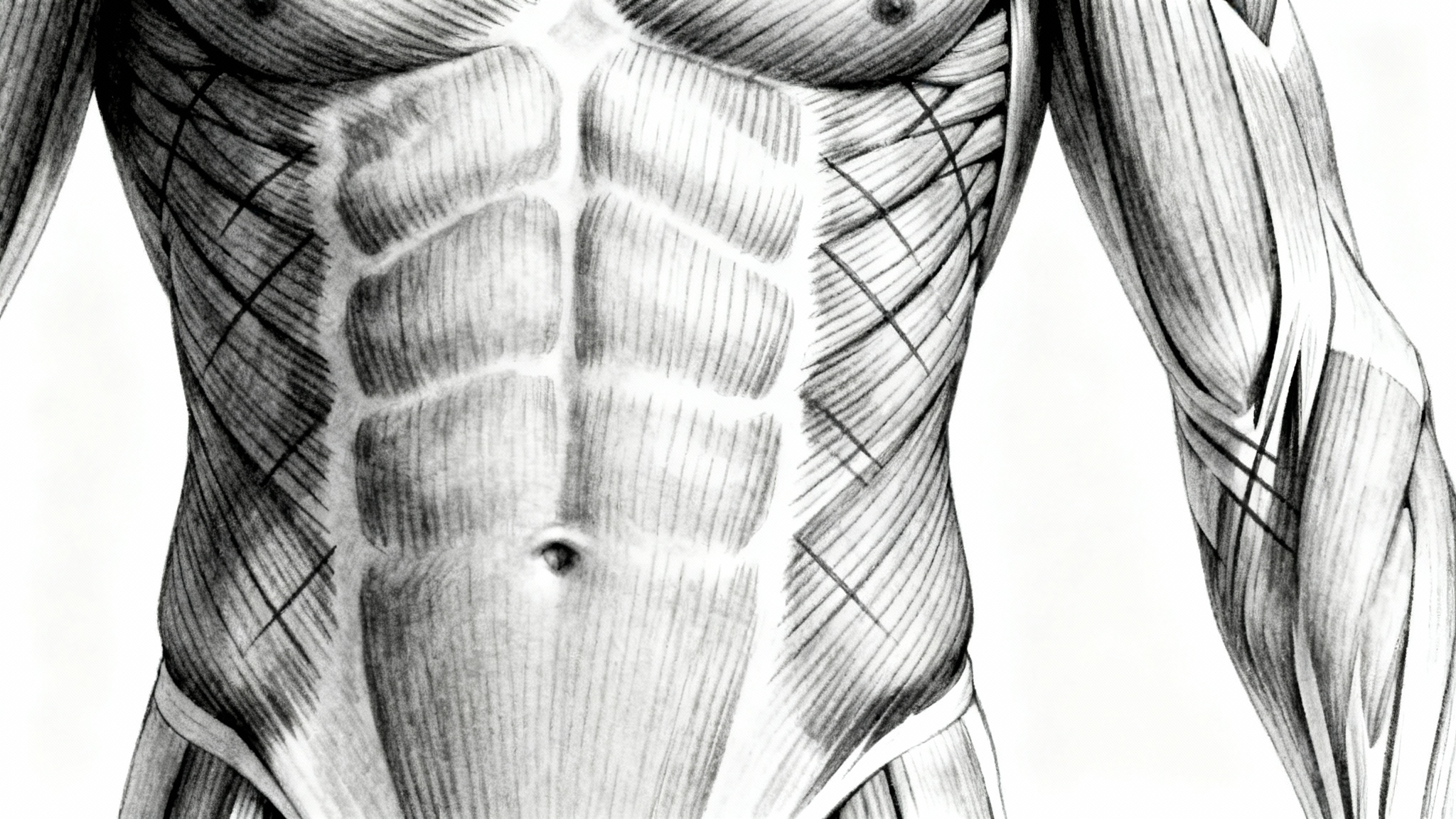A detailed anatomical sketch of the human abdominal muscles, including the six-pack and obliques, presented in a clean, medical illustration style against a white background.