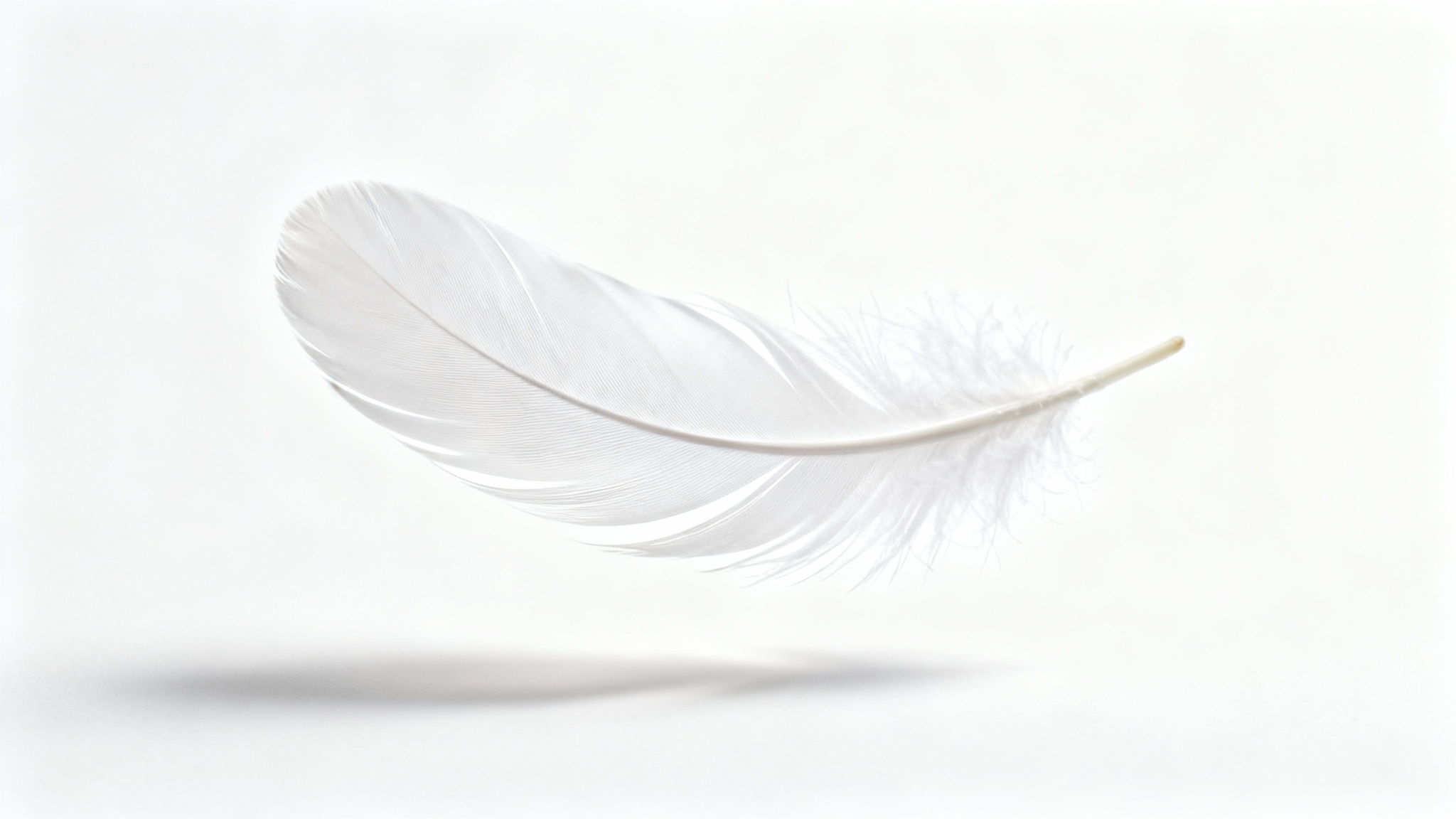 A single, perfect white feather floats against a clean white background, symbolizing peace, purity, and profound meaning.