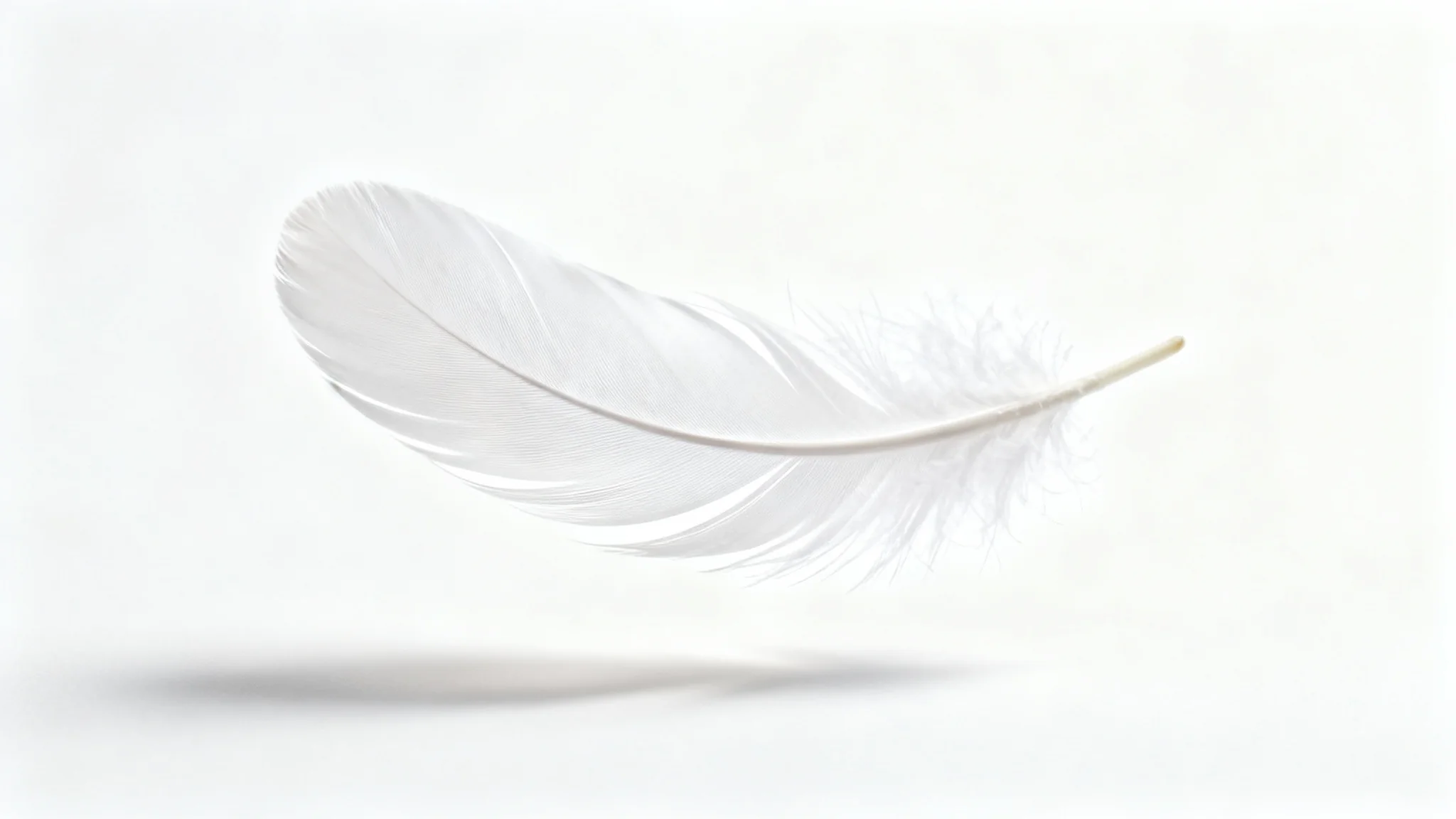 A single, perfect white feather floats against a clean white background, symbolizing peace, purity, and profound meaning.