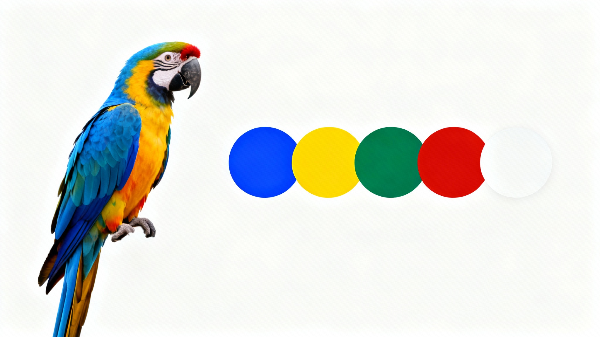 An image of a colorful macaw parrot on the left, and a palette of its five dominant colors (blue, yellow, green, red, white) displayed as circles on the right, against a clean white background.