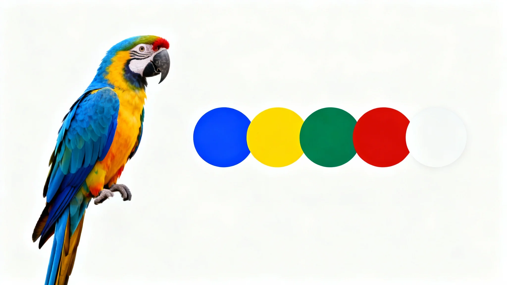 An image of a colorful macaw parrot on the left, and a palette of its five dominant colors (blue, yellow, green, red, white) displayed as circles on the right, against a clean white background.