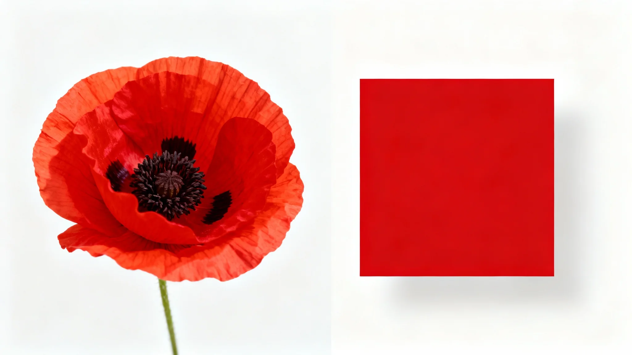 A conceptual image showing a vibrant red poppy flower next to a solid color block of its dominant red hue, on a white background, representing color extraction from an image.