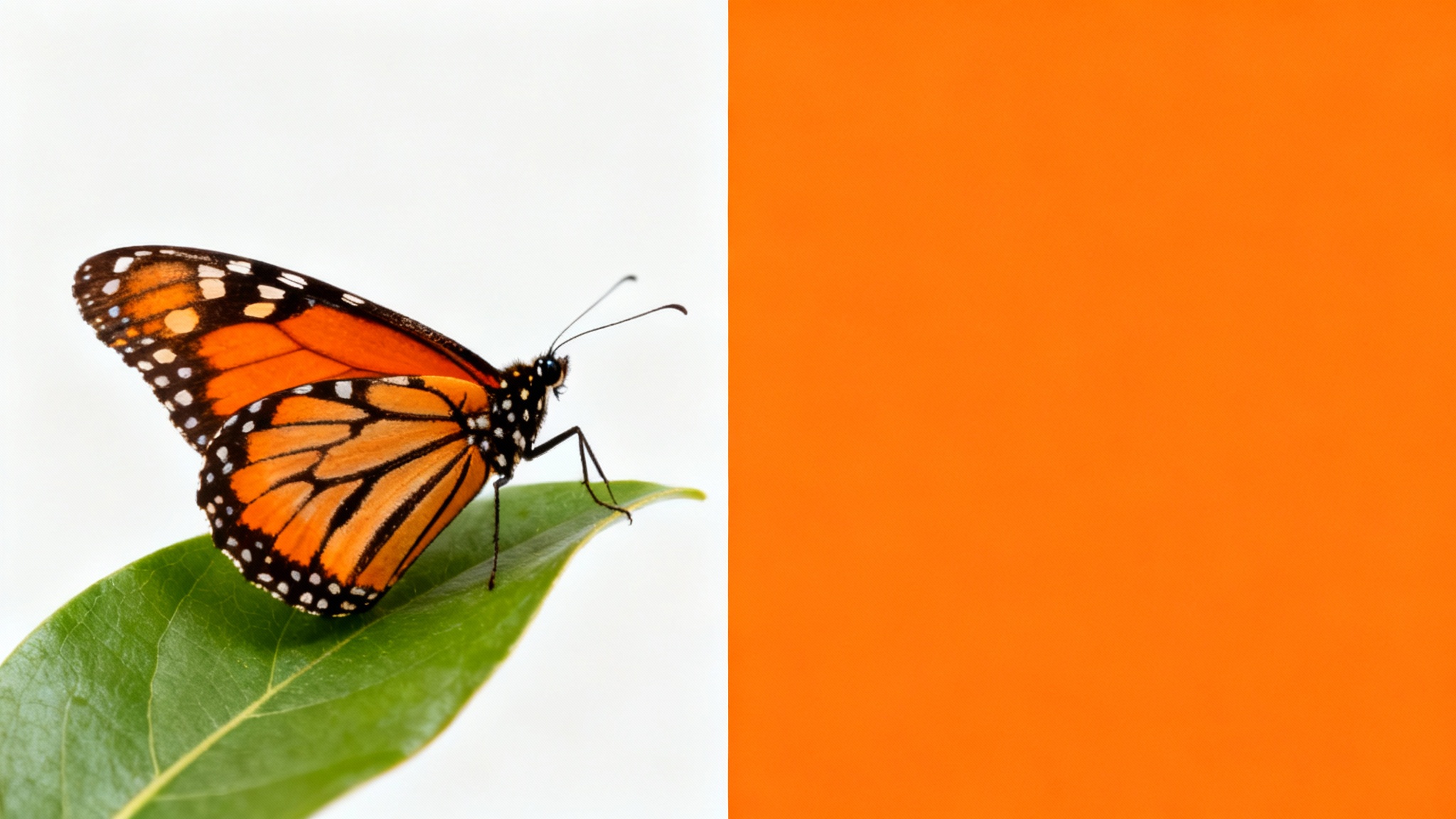 A conceptual image illustrating color extraction. The left half shows a detailed photo of an orange monarch butterfly, while the right half is a solid block of vibrant orange, representing the dominant color pulled from the image.