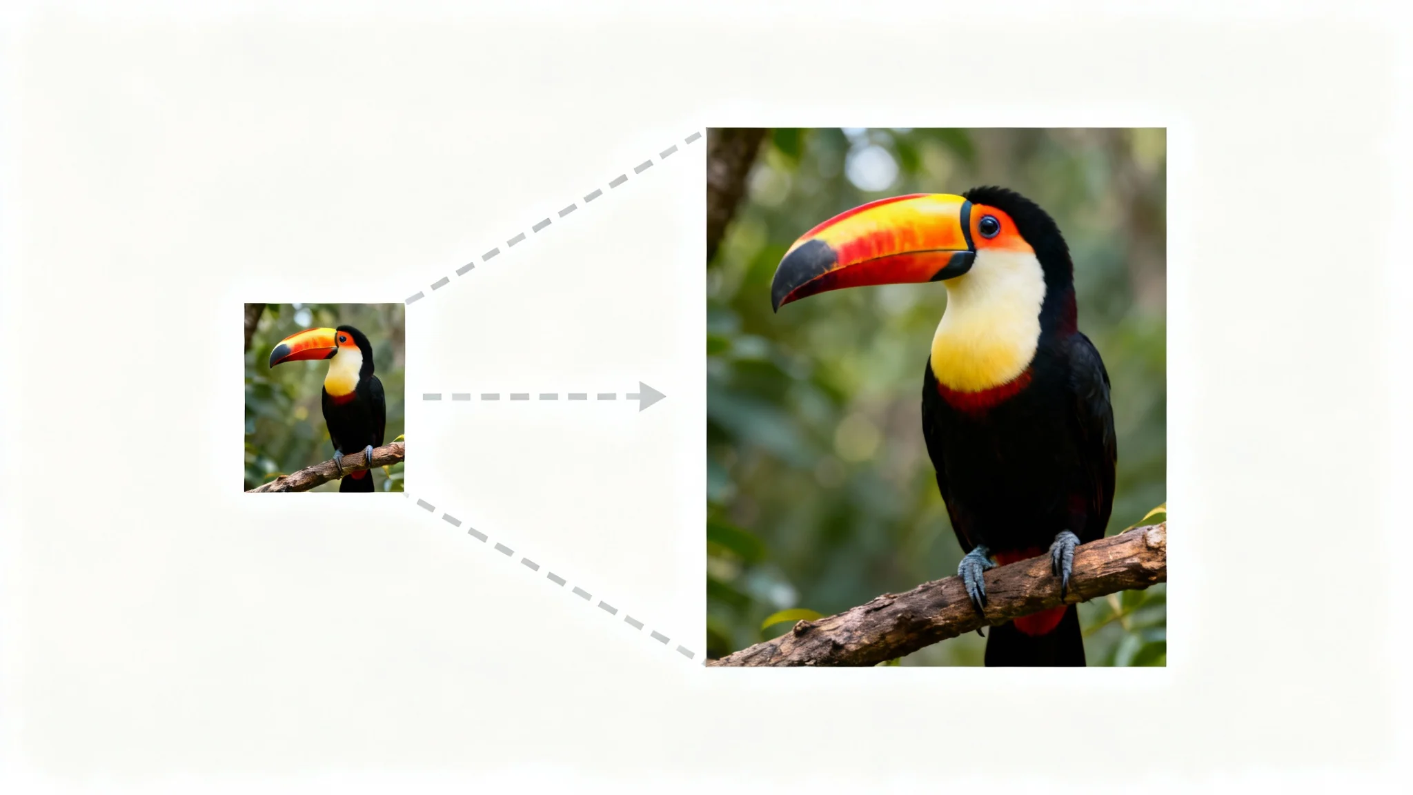 A small, high-quality photo of a toucan on the left and a much larger version of the same photo on the right, connected by an arrow to illustrate image resizing without quality loss.
