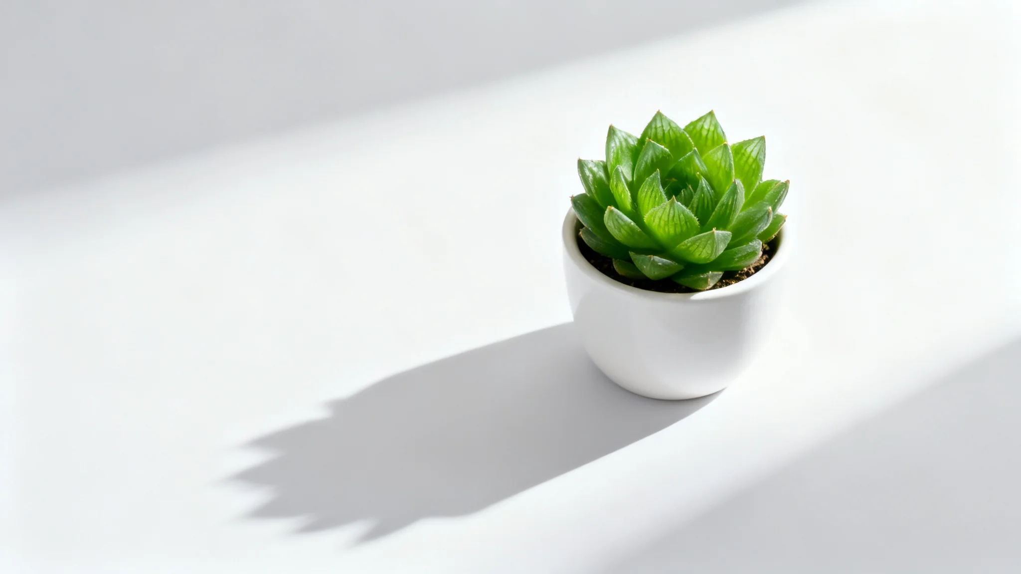 A photorealistic image of a green succulent in a white pot on a white background, casting a long, soft, realistic shadow to one side, demonstrating a shadow generation effect.