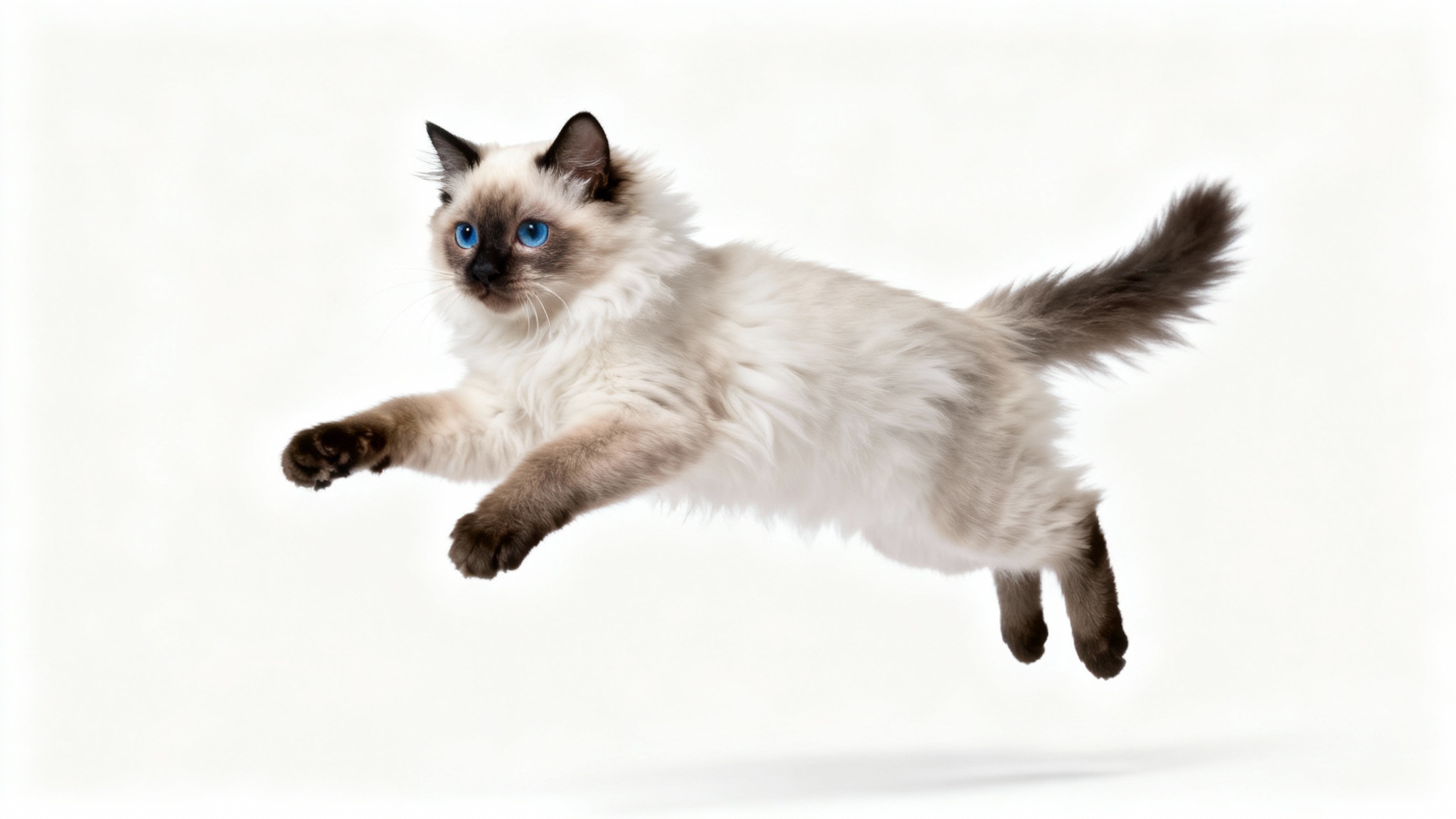 A high-quality, realistic photo of a fluffy siamese cat in a playful pose, set against a solid white background to illustrate a transparent PNG.