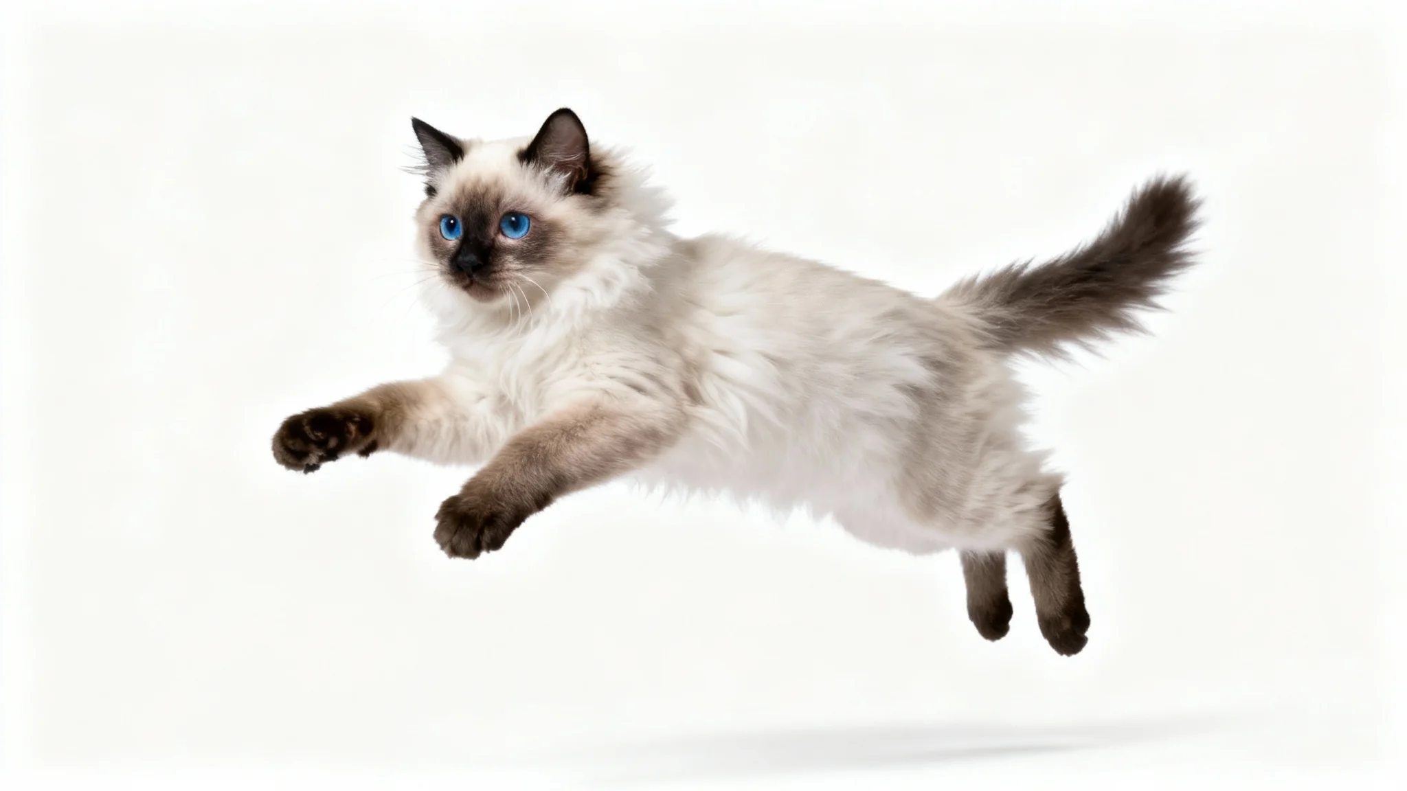A high-quality, realistic photo of a fluffy siamese cat in a playful pose, set against a solid white background to illustrate a transparent PNG.
