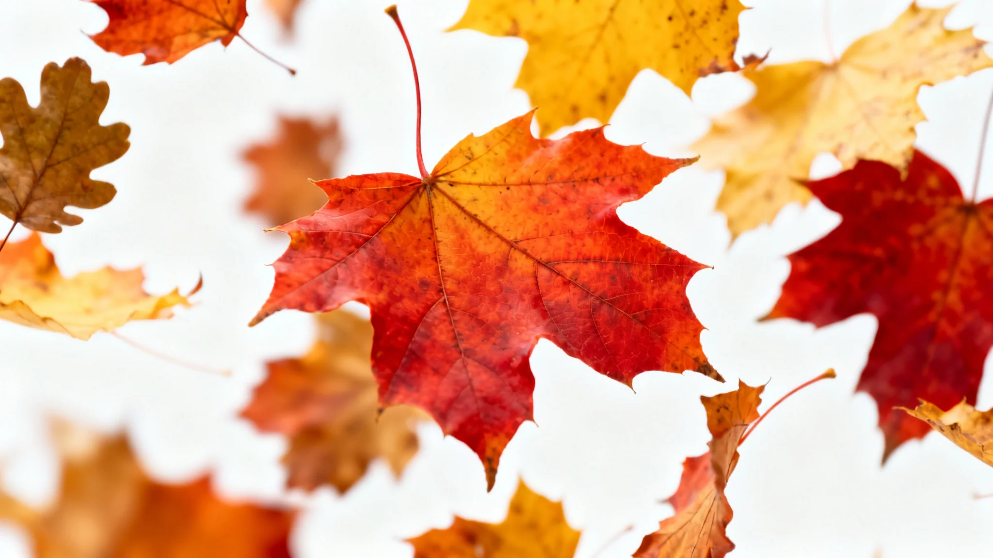 A vibrant assortment of red, orange, and yellow autumn leaves frozen in mid-air as they tumble and swirl against a clean white background, creating a sense of motion.