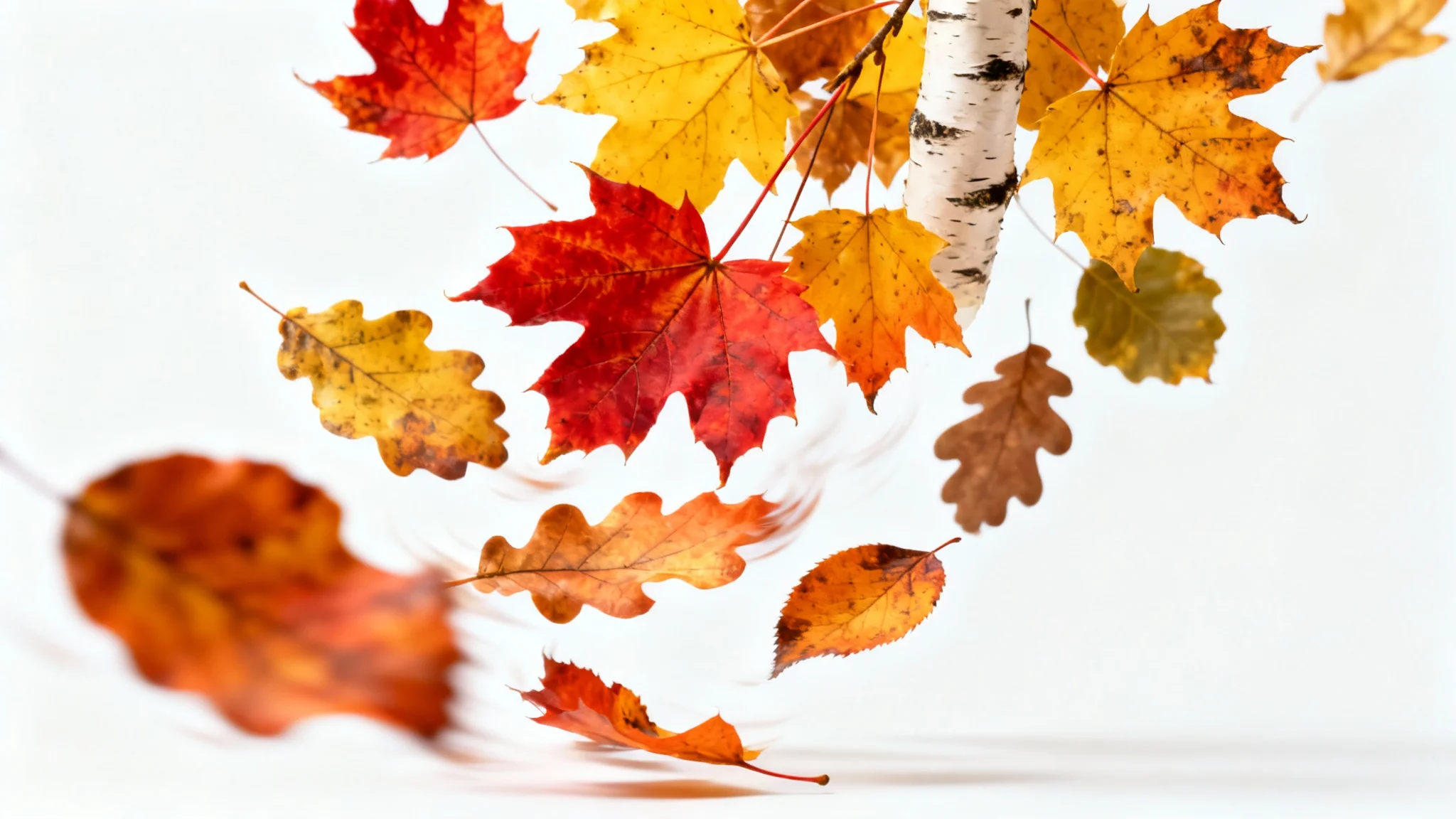 A dynamic cascade of colorful autumn leaves, including red maple and yellow oak, frozen in mid-air against a plain white background, suggesting motion.