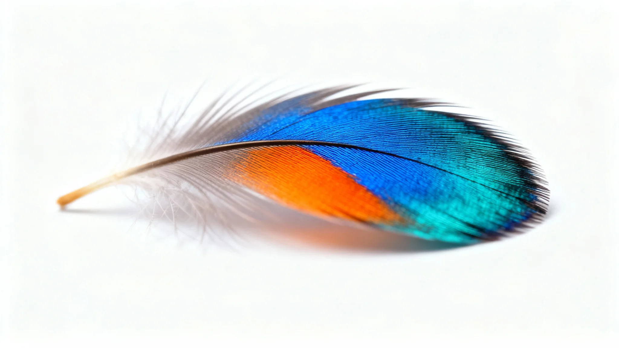 A photorealistic macro shot of a single, colorful Kingfisher feather, with its edges softly blurred to blend seamlessly into a pure white background, demonstrating a feathering effect.