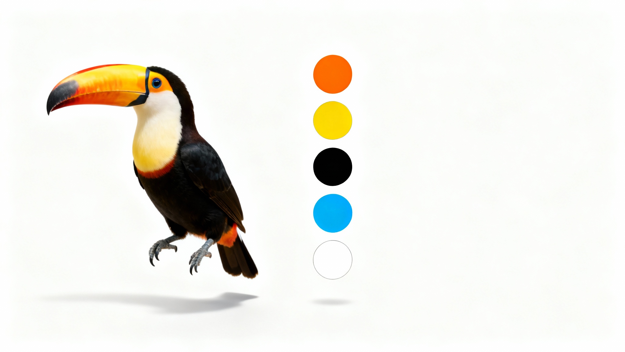 A photorealistic mockup demonstrating a color palette extractor. A vibrant toucan is on the left, and a series of circular color swatches matching its feathers are on the right, all on a clean white background.