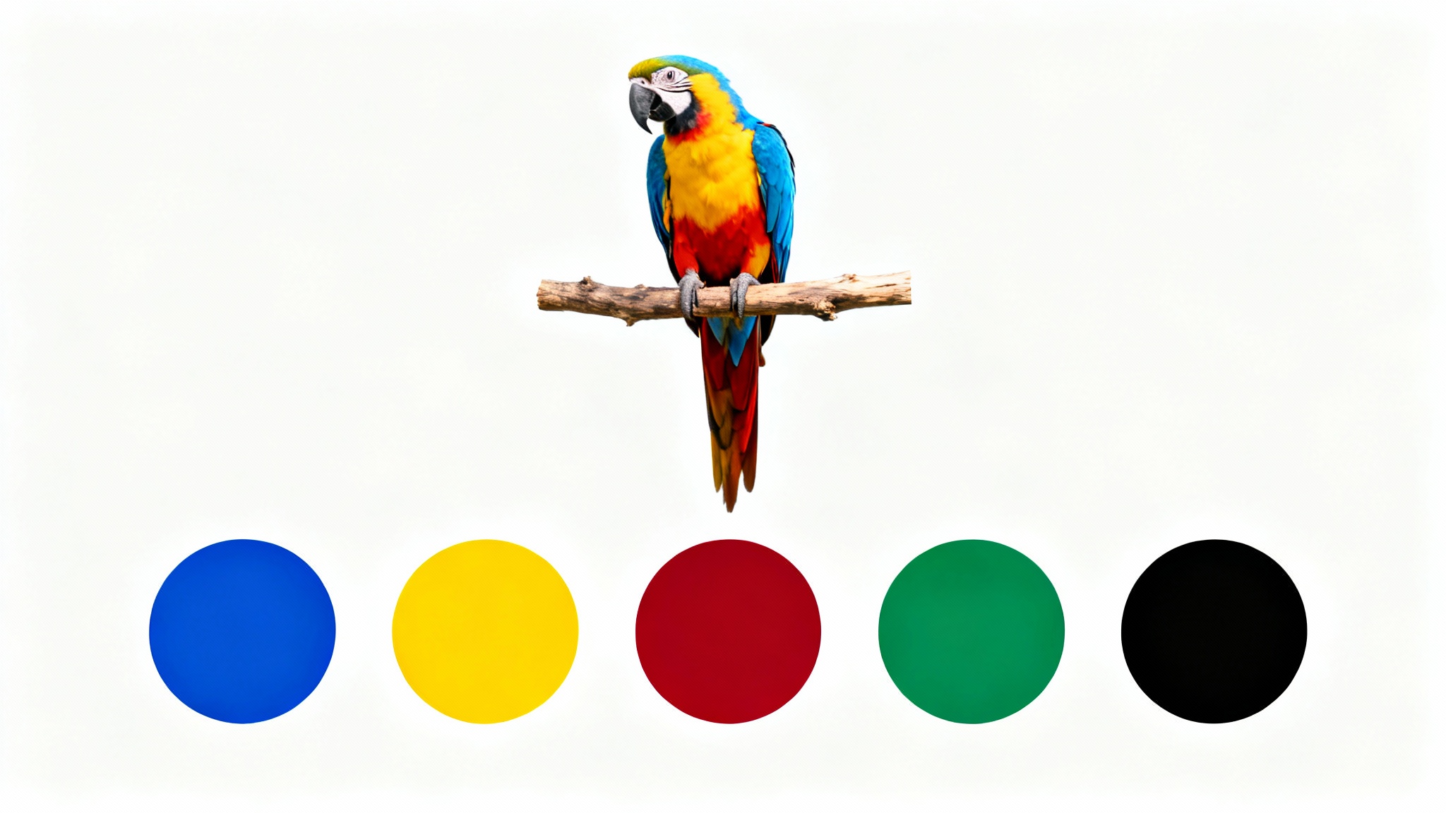 A photorealistic image of a colorful macaw, with a corresponding color palette of five circular swatches in blue, yellow, red, green, and black displayed neatly below it on a white background.