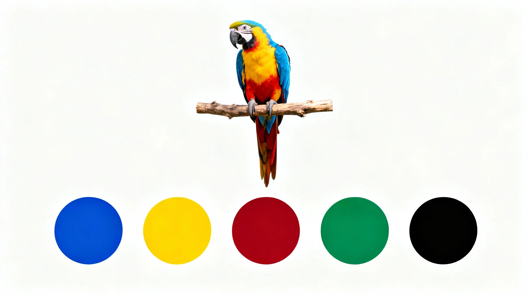 A photorealistic image of a colorful macaw, with a corresponding color palette of five circular swatches in blue, yellow, red, green, and black displayed neatly below it on a white background.