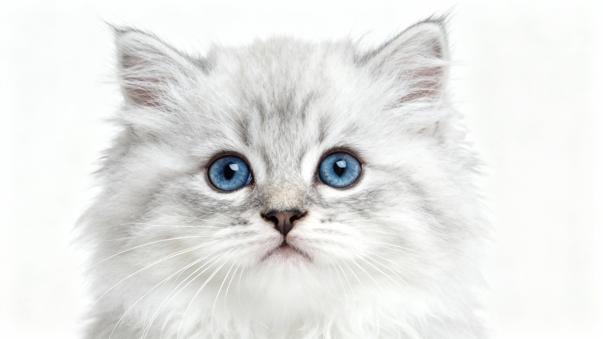 An ultra-realistic, high-key studio photograph of a fluffy white and grey Siberian kitten with bright blue eyes looking directly at the camera against a solid white background.